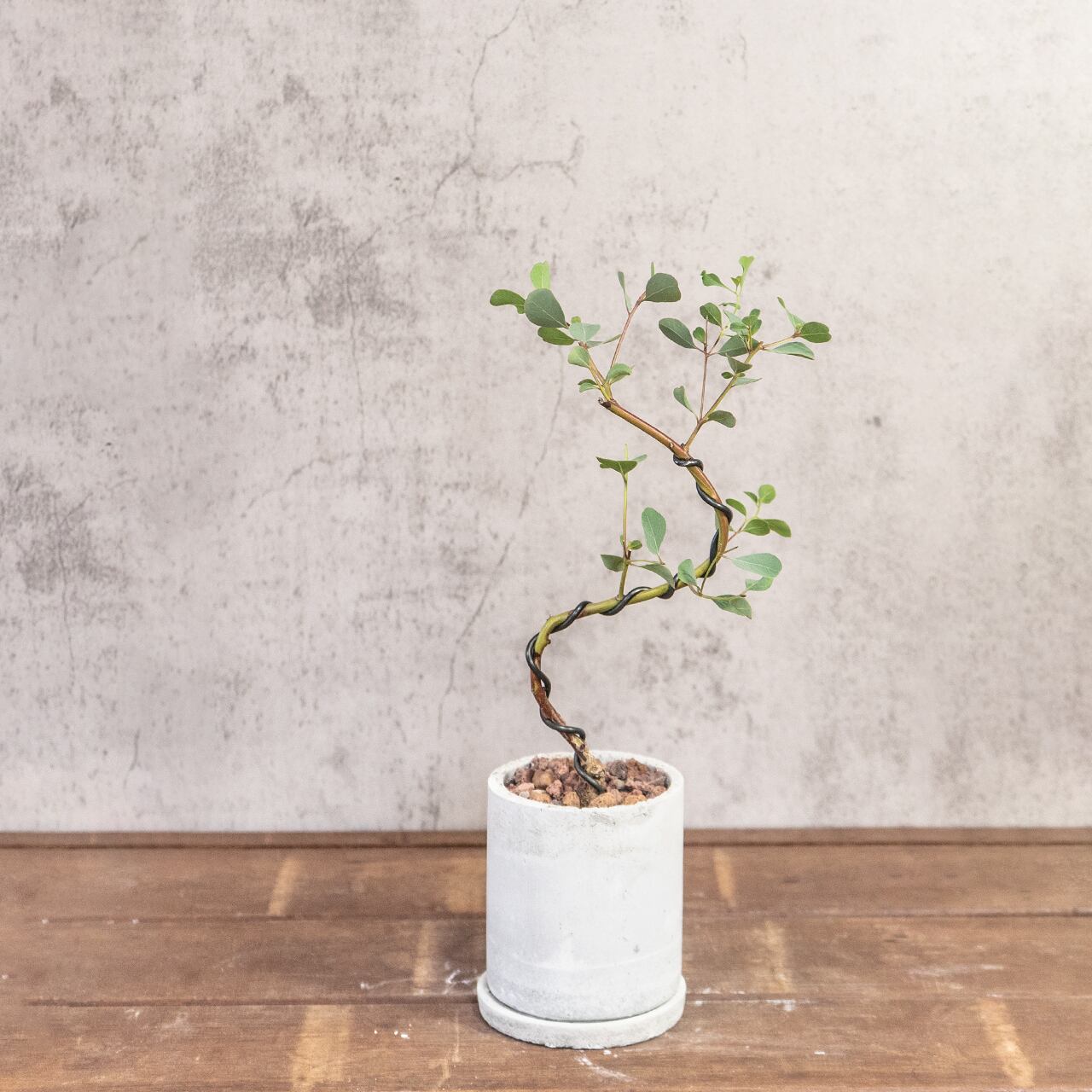 ユーカリ・ポポラス|曲線美あふれる枝ぶりと可愛らしい丸葉が魅力 盆栽屋仕立ての一点物【手づくりモルタル鉢】