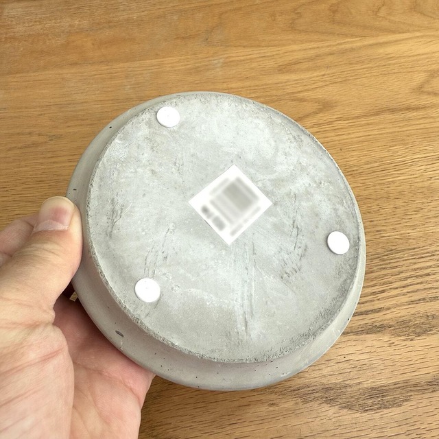 ペペロニア・ジェイド