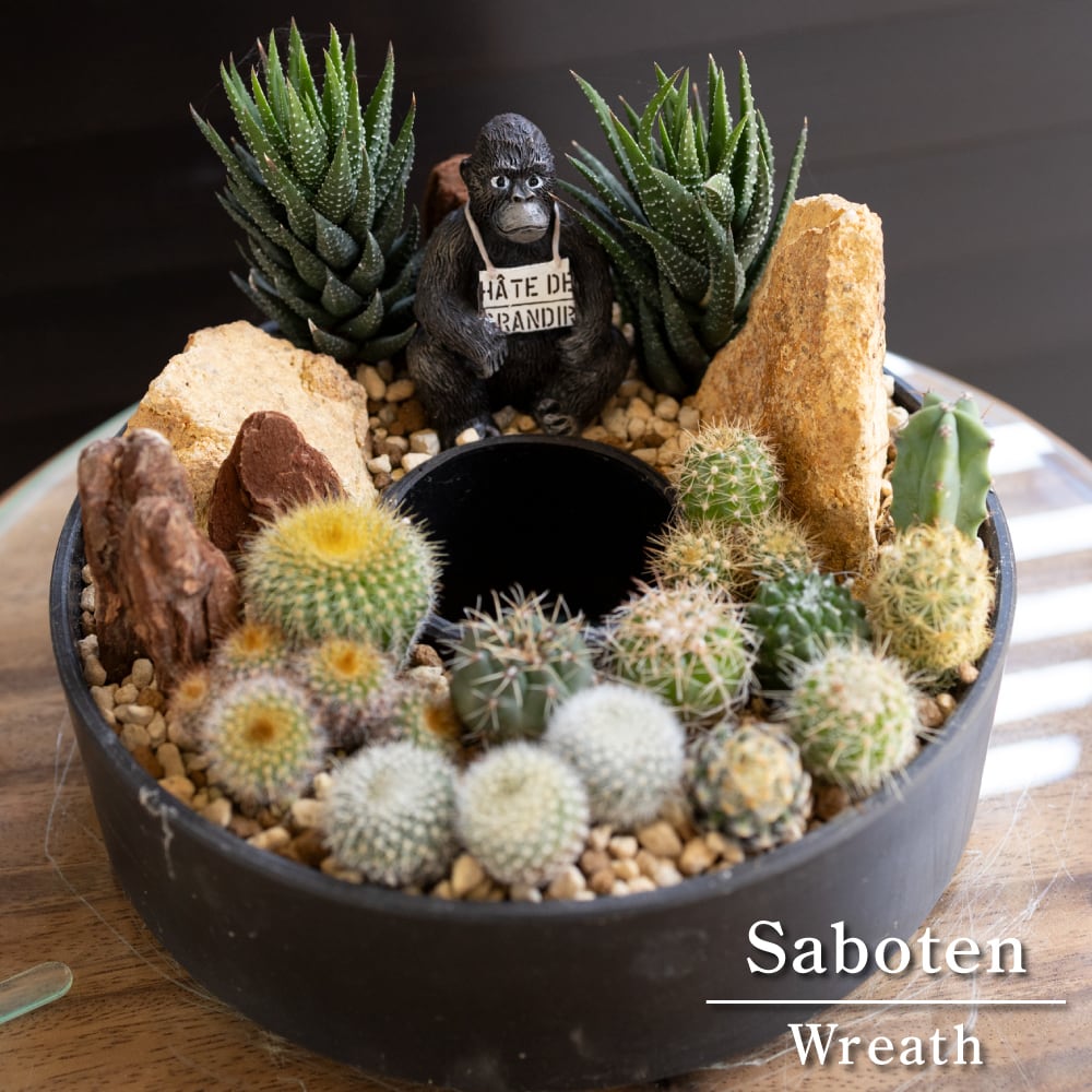 【専用出品】サボテン　ミニサボテン　抜き苗　おまかせ　100個　2セット サボテン ミニサボテン 抜き苗 100個 おまかせ 多肉植物