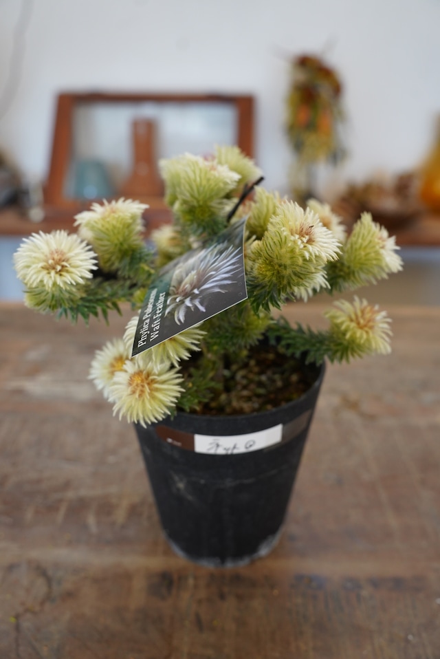 フィリカ　プベッセンスワフトフェザー①