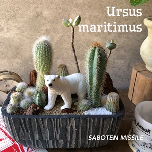 Ursus maritimus シロクマ