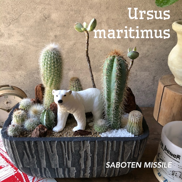 Ursus maritimus シロクマ