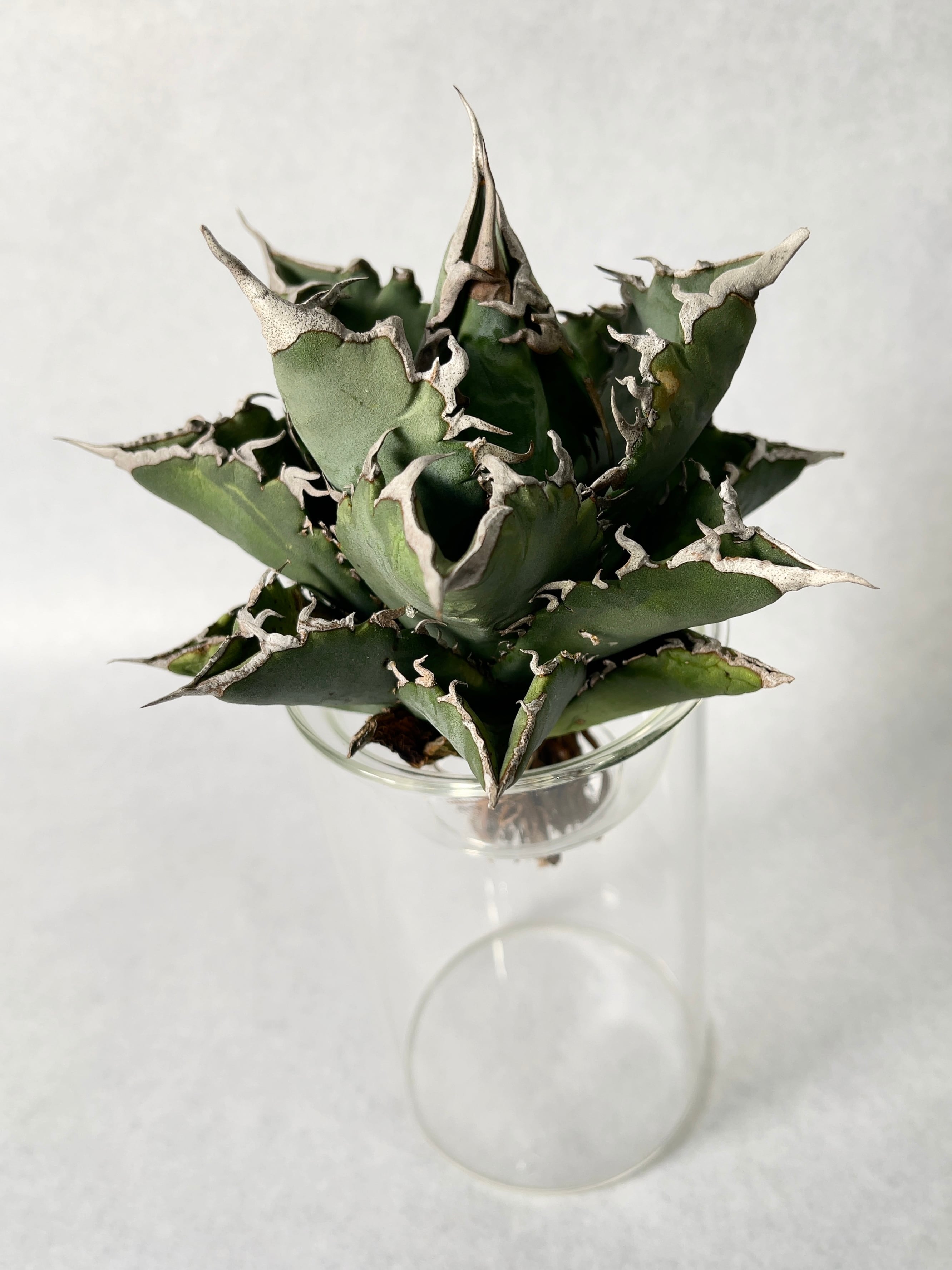 アガベ・狂刺夕映 3 | trigger