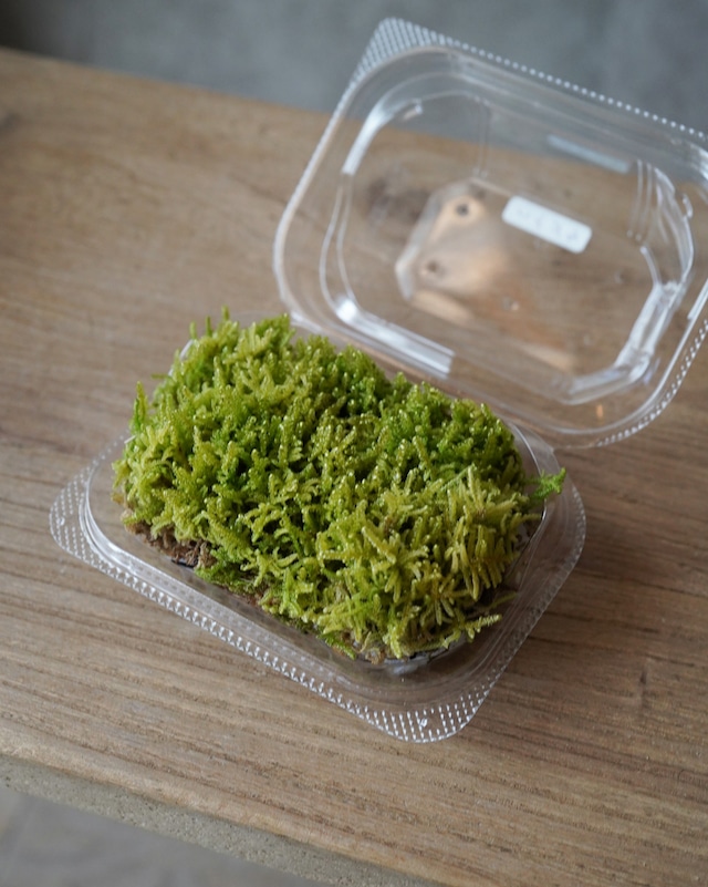 ハーデンベルギア ４号　白／薄ピンク／パープル