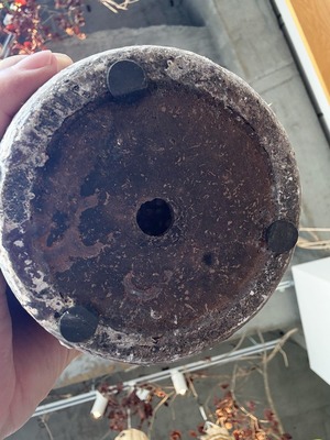 モンステラ・ラニアータ