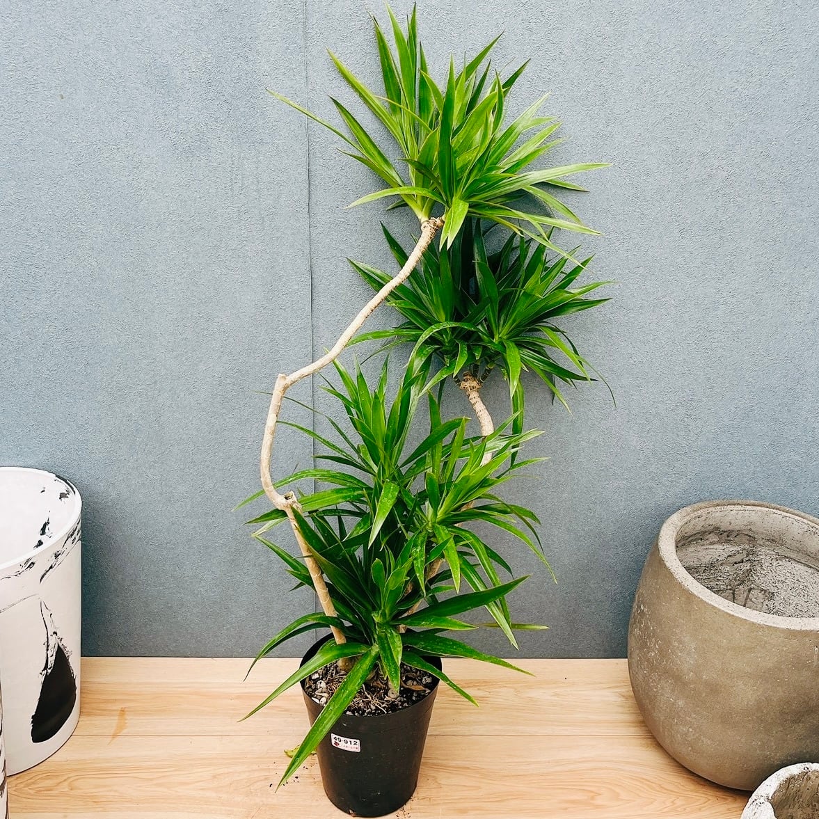 現品］F ドラセナ コンシンネ 曲がり 8号 観葉植物 大型 室内 プラ鉢