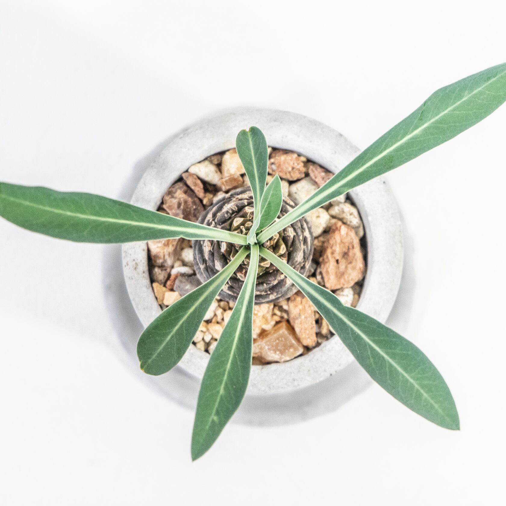 鉄甲丸 独特な環状模様と放射状の葉が美しい 手作りモルタル鉢の一点物