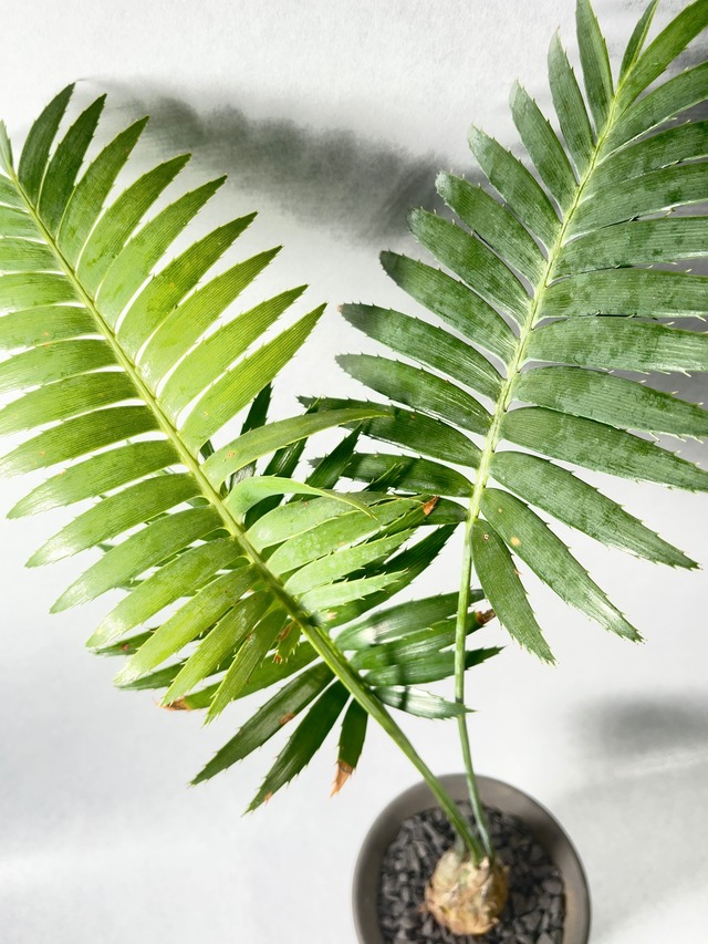 ディオーン・スピヌロツム