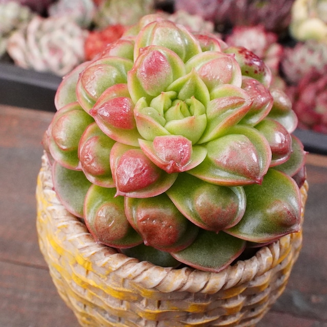 ※再入荷※ 超美苗【丸葉ドロップロンギシマ 3 】エケベリア　韓国多肉　オススメ