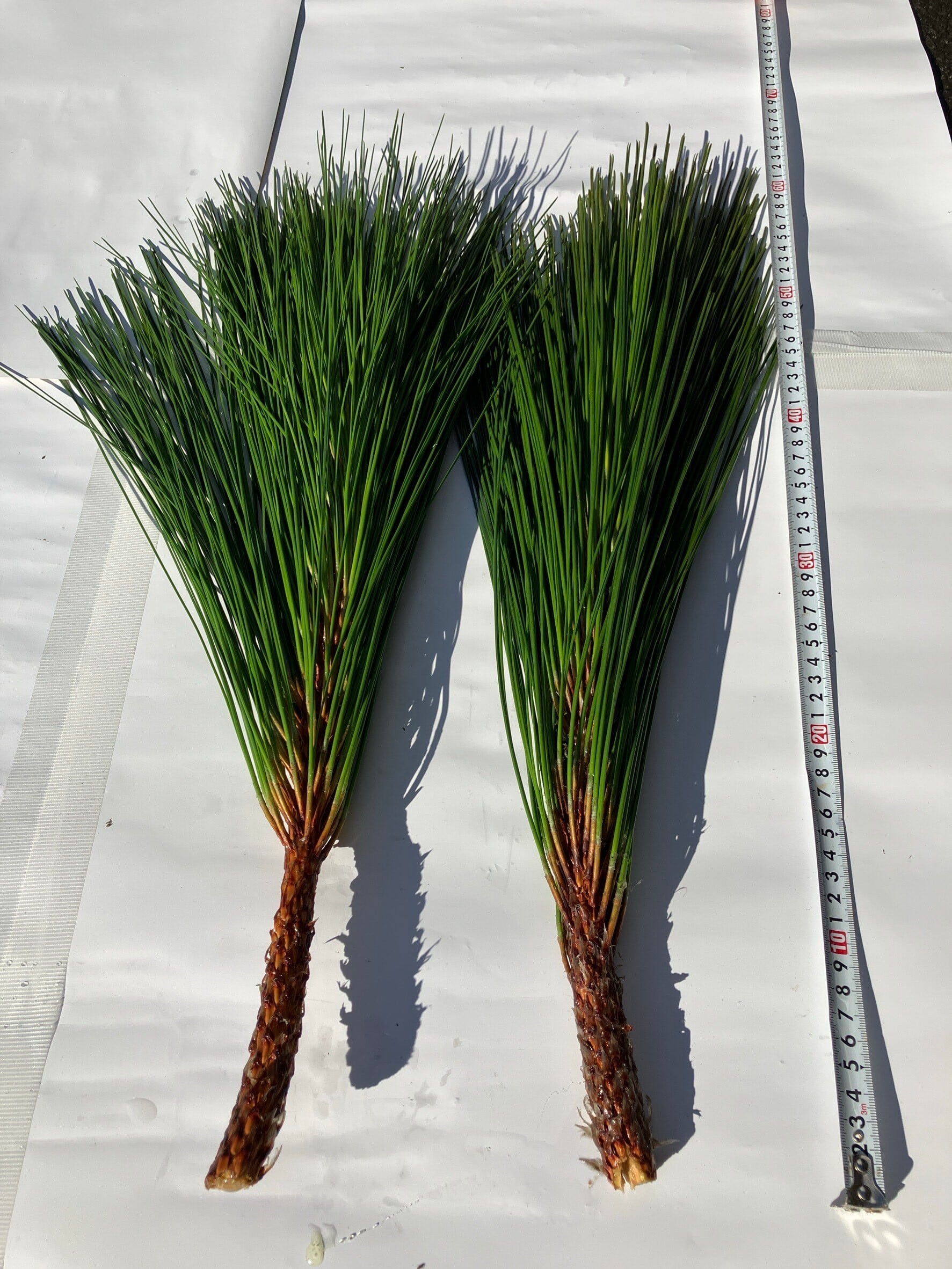 石照庭園　大王松　２本セット