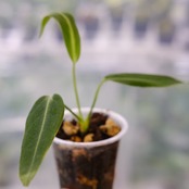 アンスリウム ワロクアーナム / Anthurium Warocqueanum⑪ / 観葉植物<育て方・花言葉>