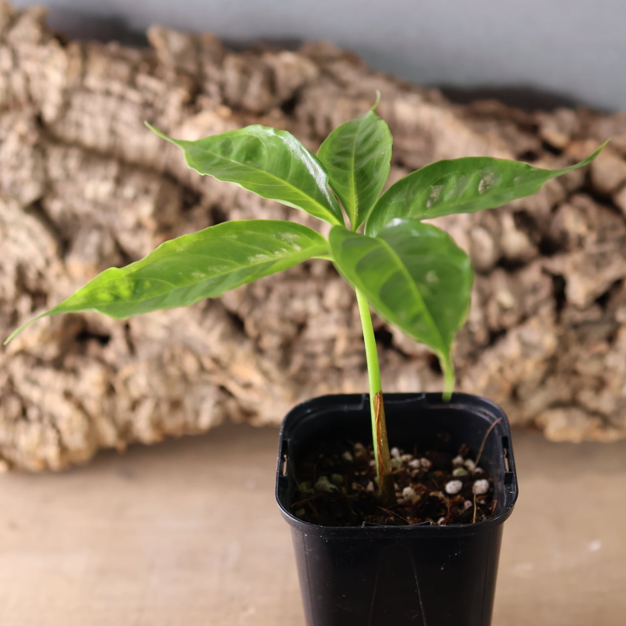 その他観葉植物 anan 539『アーバンジャングル ショクダイオオコンニャク』観葉植物【送料