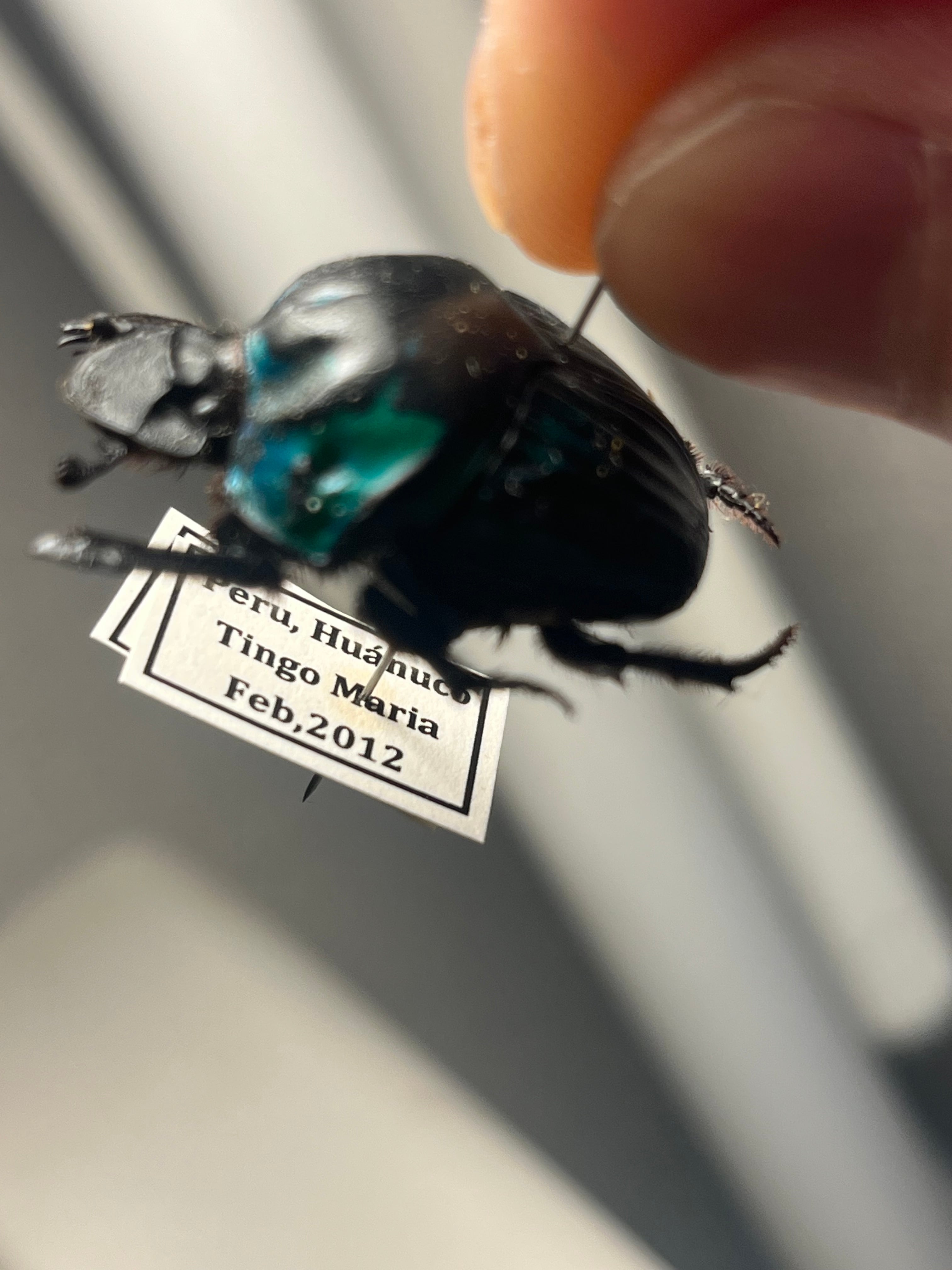 27mm♀】ミドリツヤダイコクコガネ フンチュウ糞虫昆虫標本甲虫