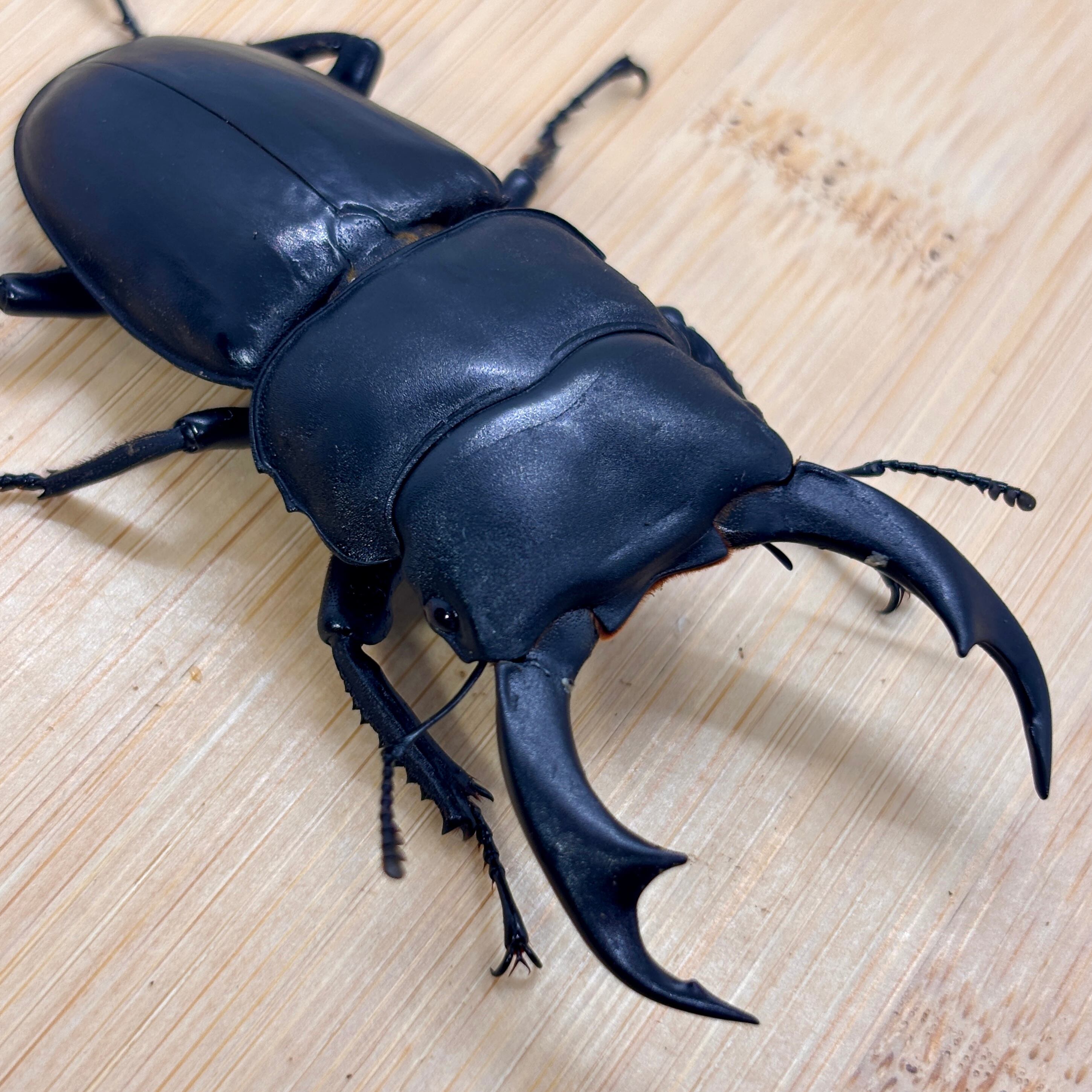 ババオウゴンオニクワガタ 60mm ×44mm ペア（おまけオス52mm）