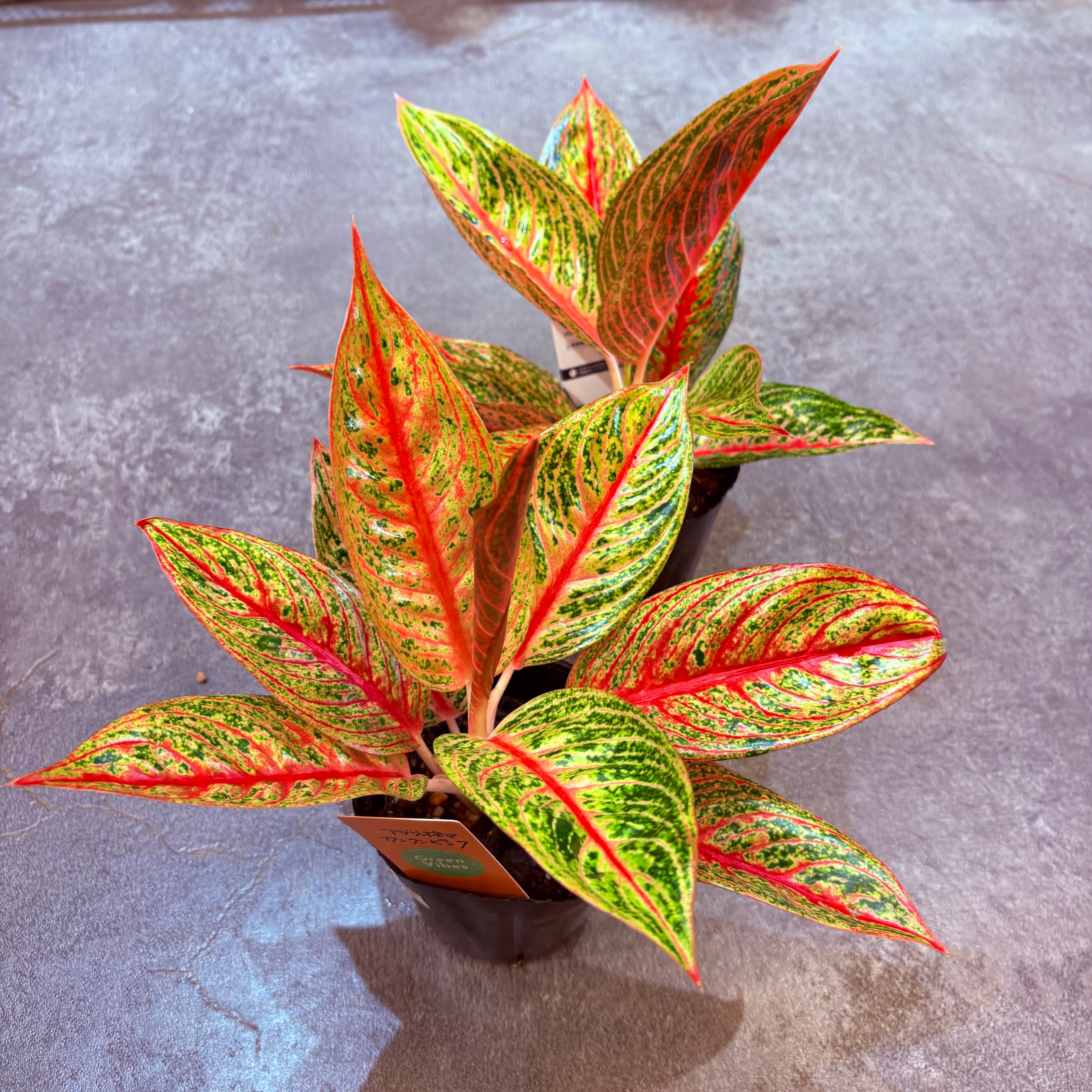 アグラオネマ レガシー 3.5号 | Green Vibes 宇都宮市の観葉植物専門店