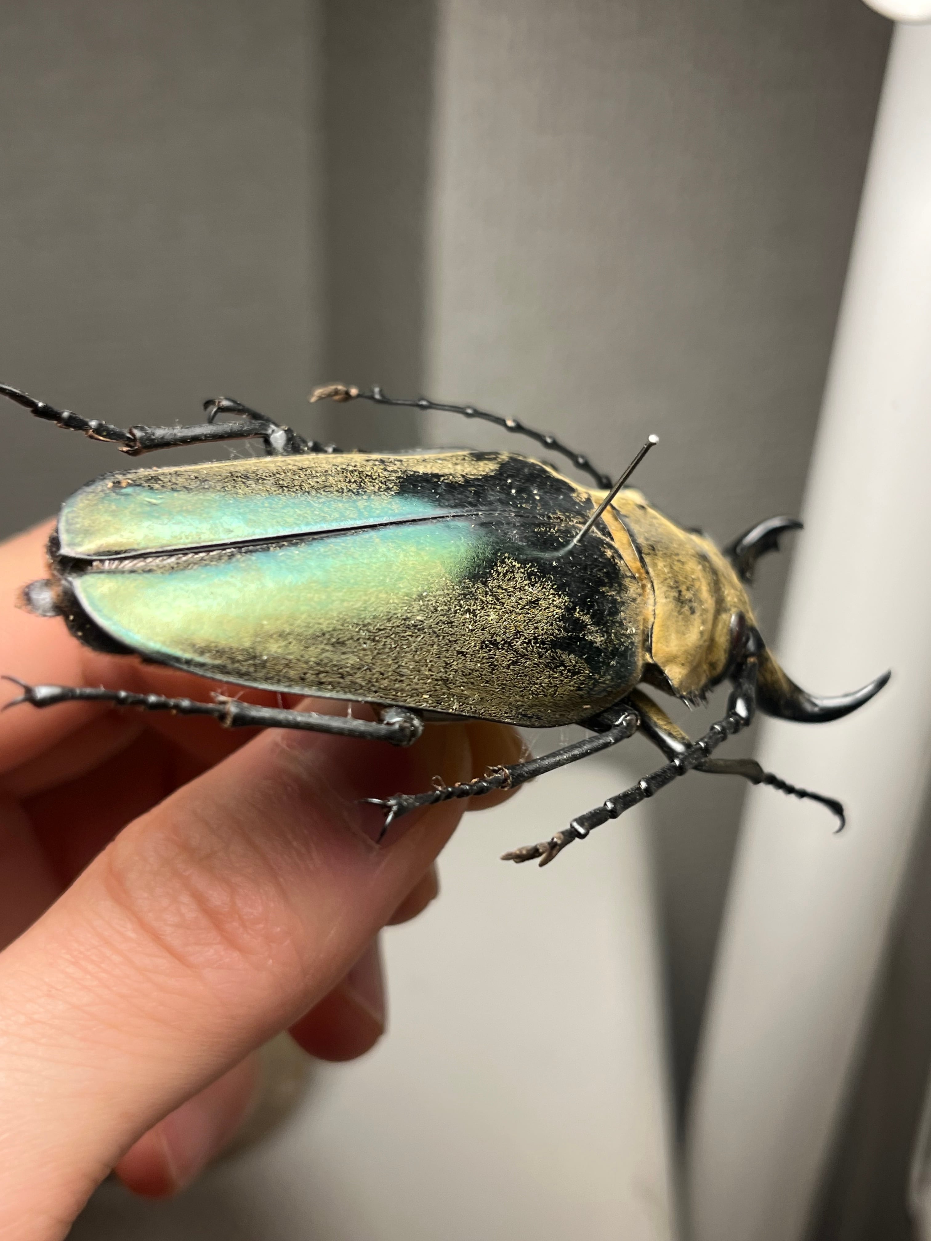 76mm】ビタリシクワガタモドキ カミキリムシ ウスバカミキリ 昆虫標本