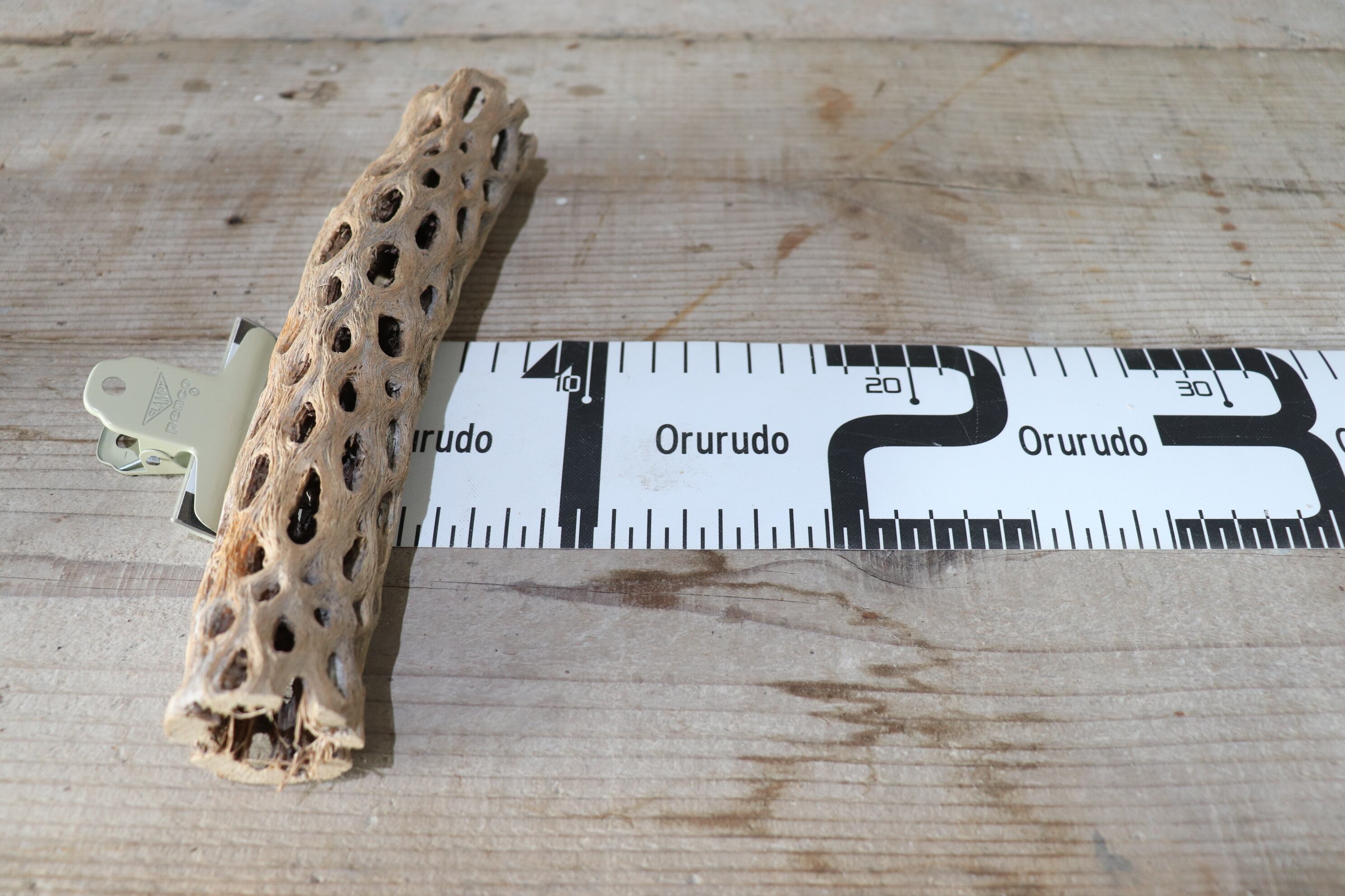 送料無料】カクタス スケルトン L (21-30cm) [L6-10] | plane plants