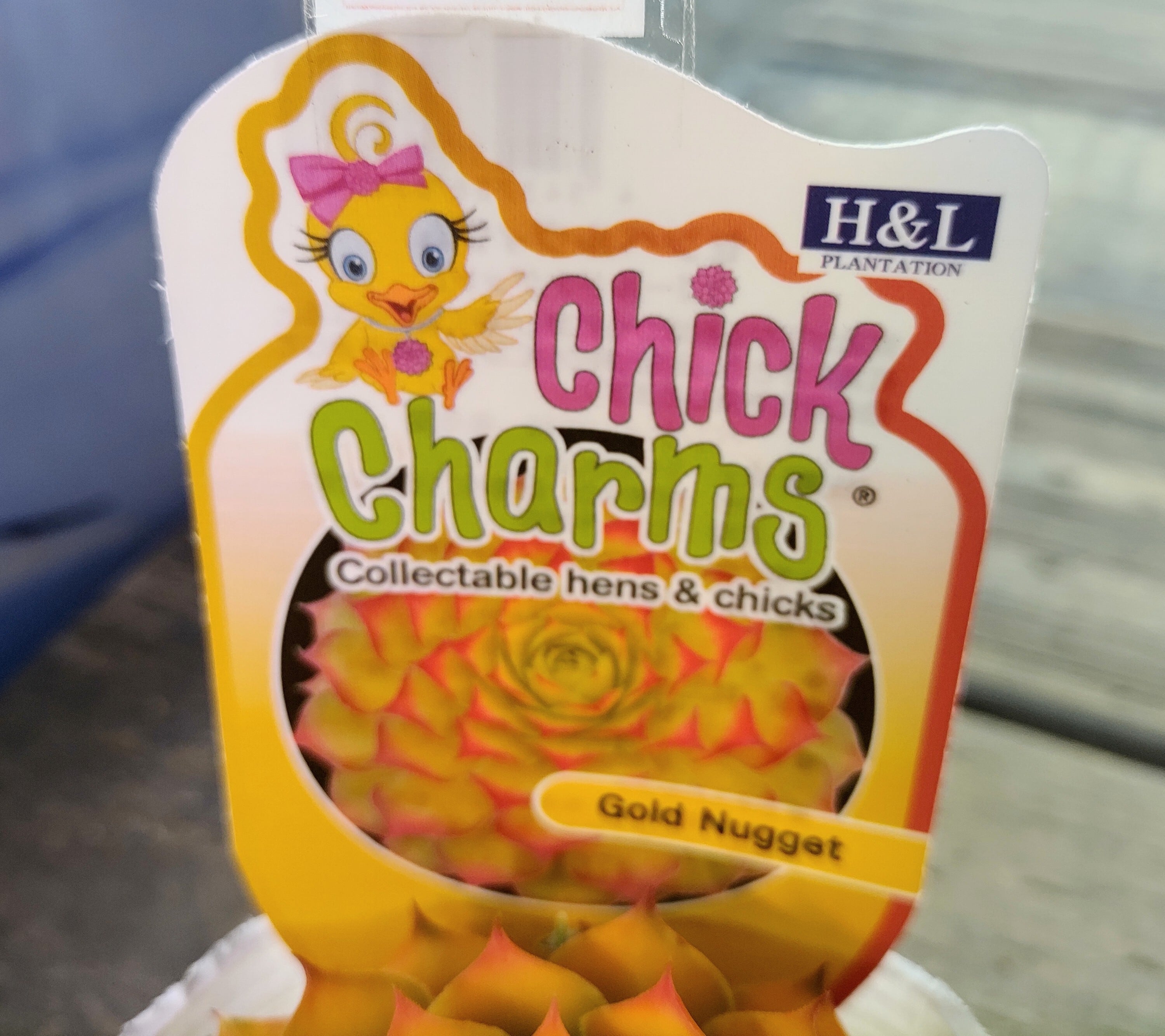 ゴールドナゲット | RuPo 多肉植物専門店