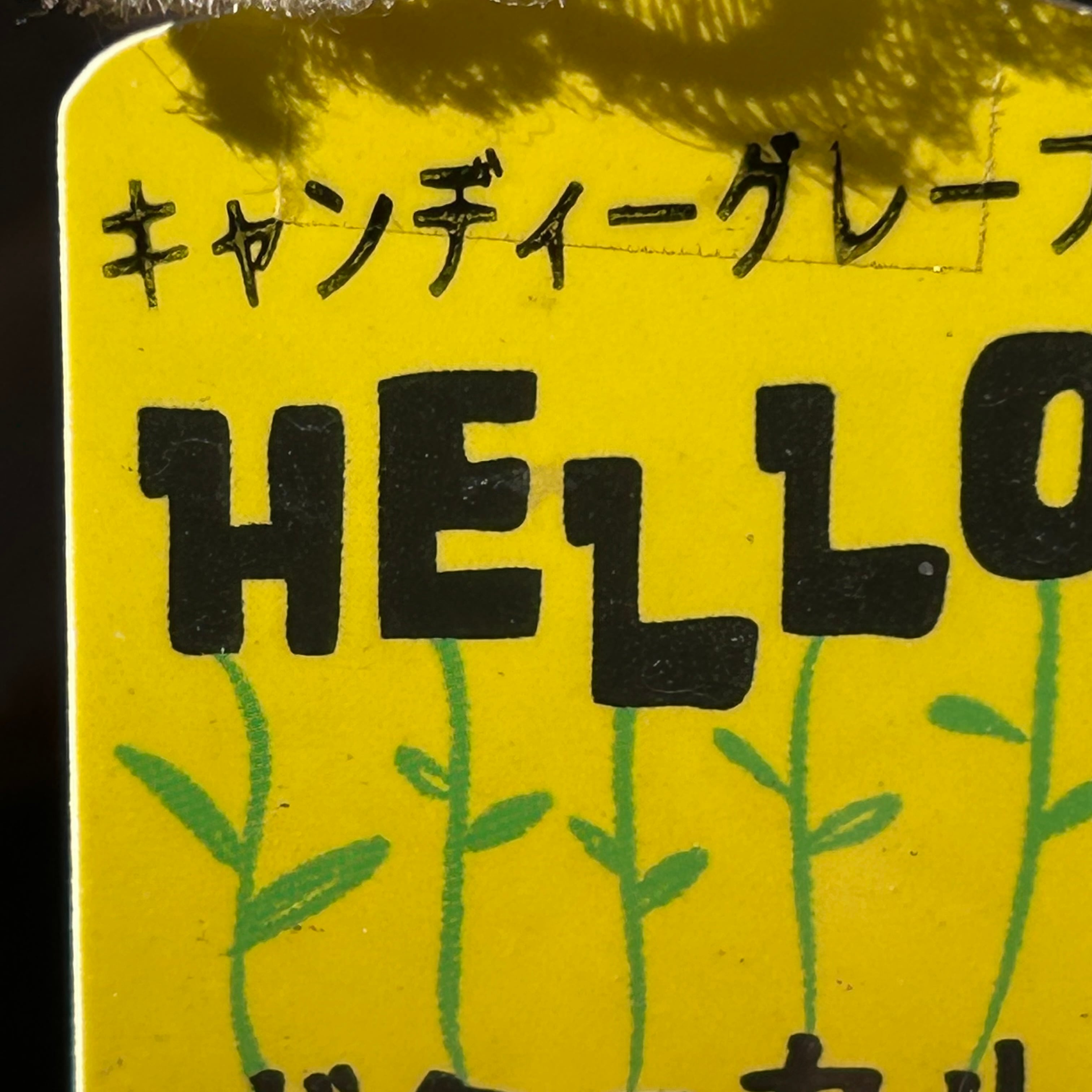 キャンディグレープ | RuPo 多肉植物専門店