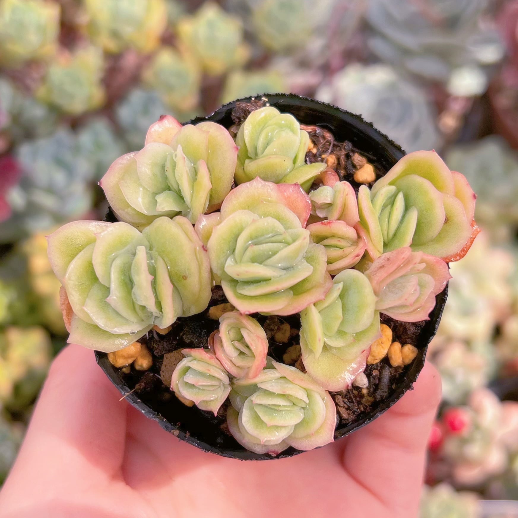 現品　アイスラブリーローズ錦#1166　るる農園