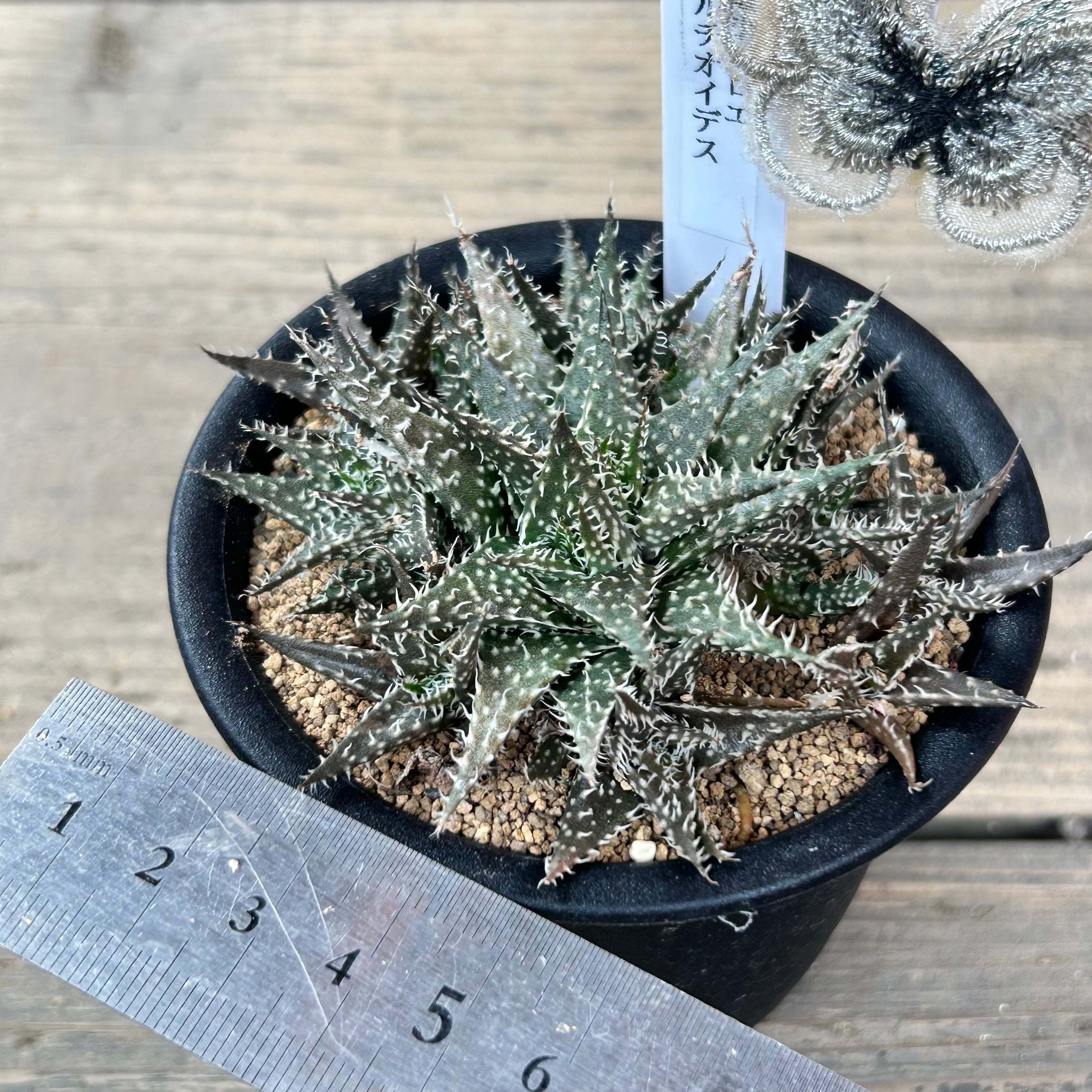 世界最小アロエ ハオルチオイデス | RuPo 多肉植物専門店