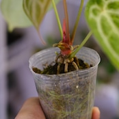 Red Crystallinum × Silver Blush / アンスリウム・レッド クリスタリナム × シルバーブッシュ⑦