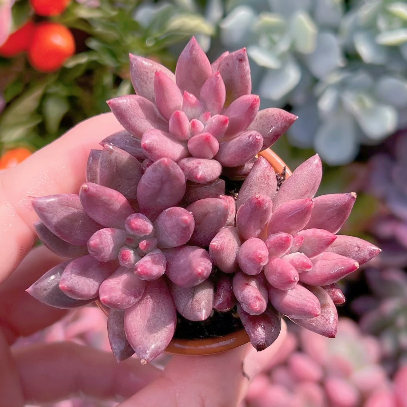 多肉植物　金魚姫　3苗　新入荷　るる農園