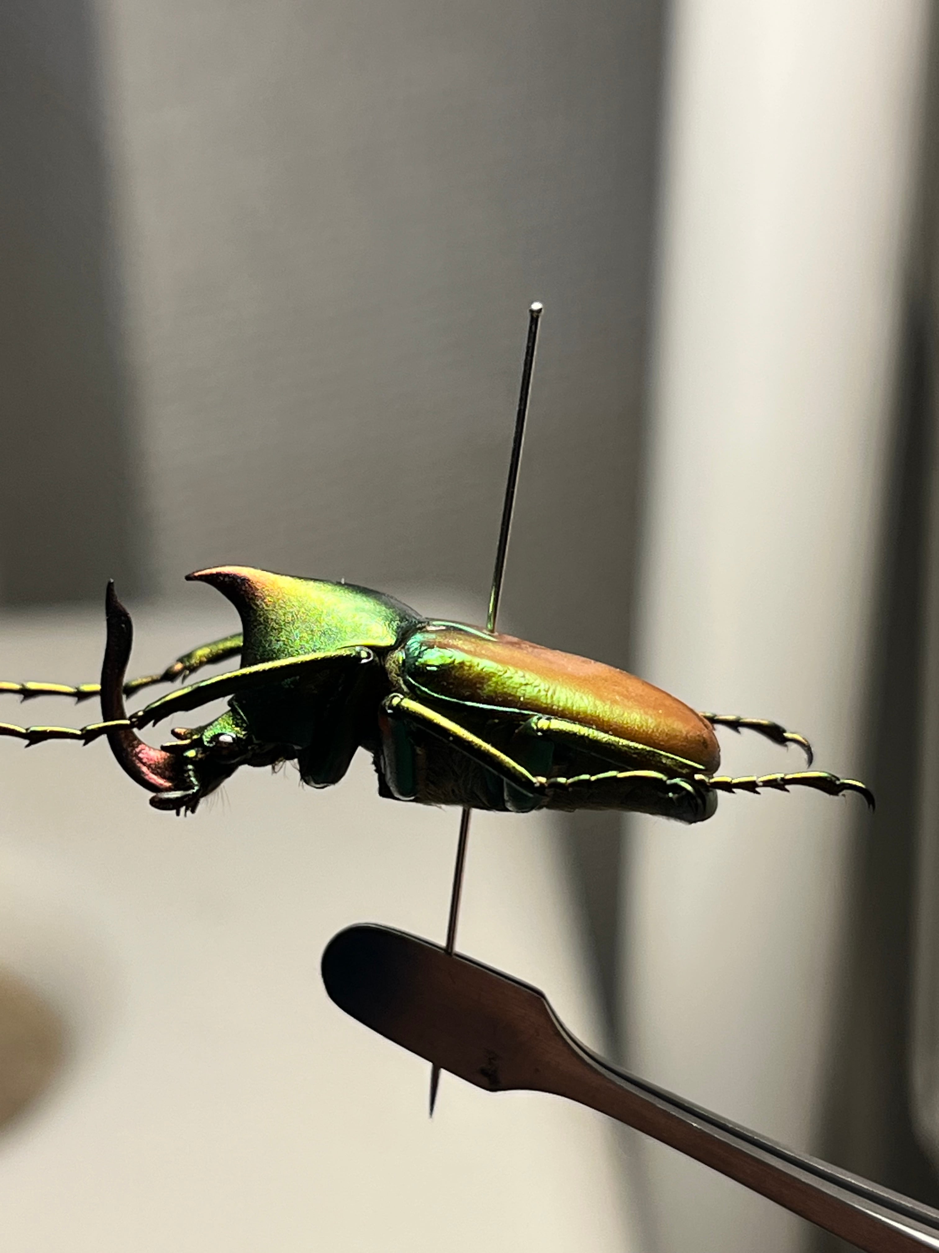 【43mm】カブトハナムグリ コガネムシ プラチナコガネ カナブン　昆虫標本 30mm】カブトハナムグリ コガネムシ プラチナコガネ カナブン