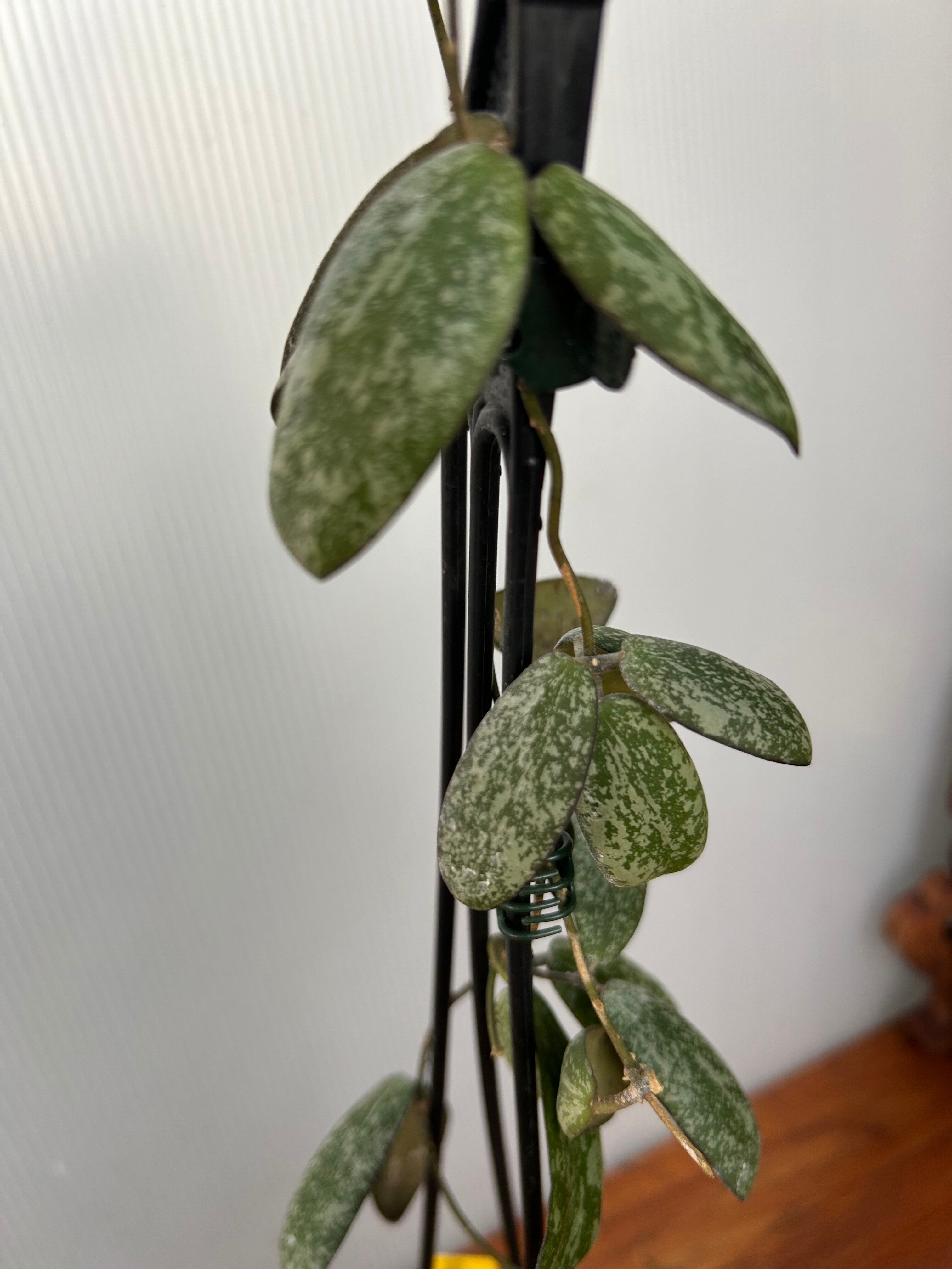 ホヤ 　大株 園芸ネット本店｜ホヤ：ムルチフローラ（大株幹立ちタイプ） 8号鉢植え