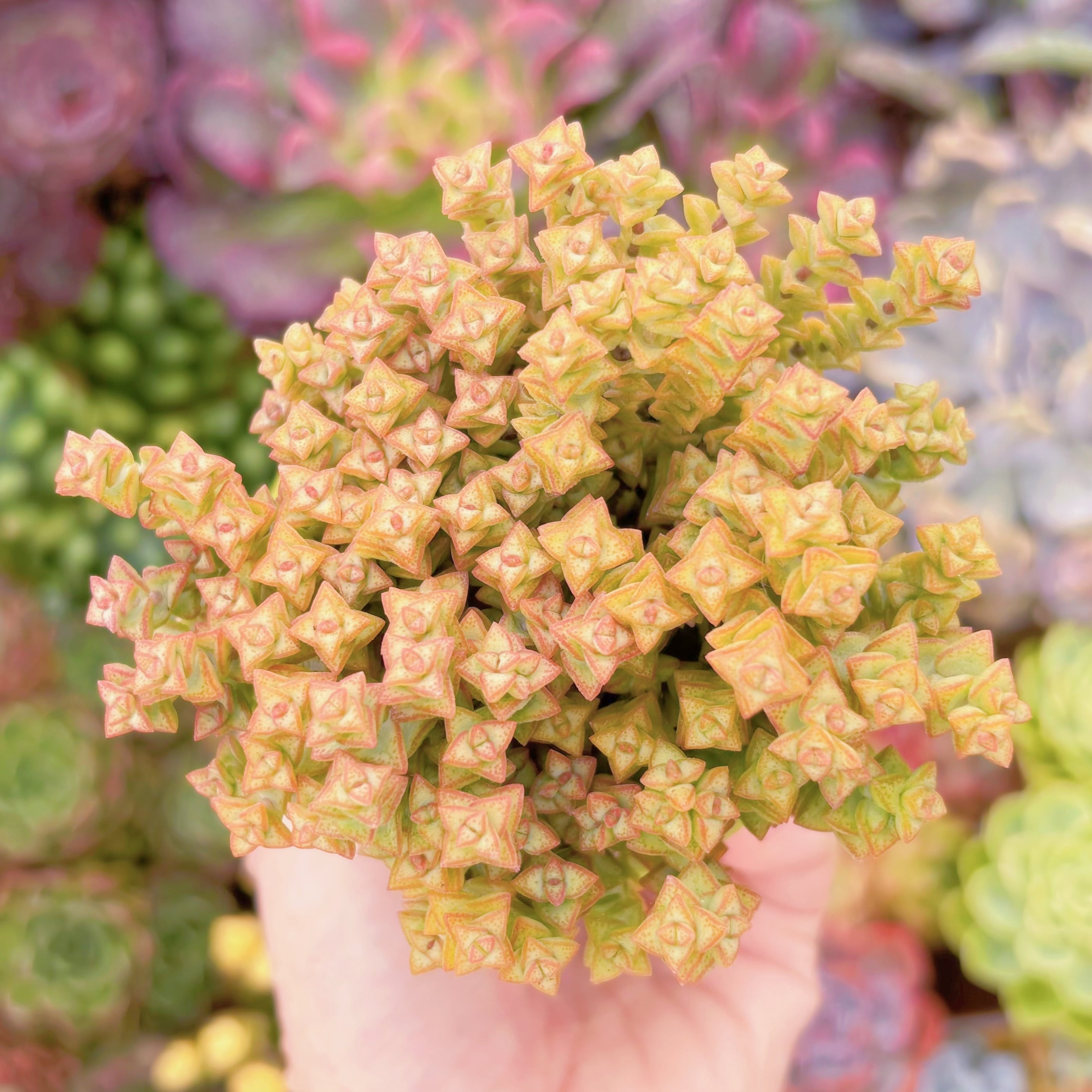 現品　小米星#1166　るる農園