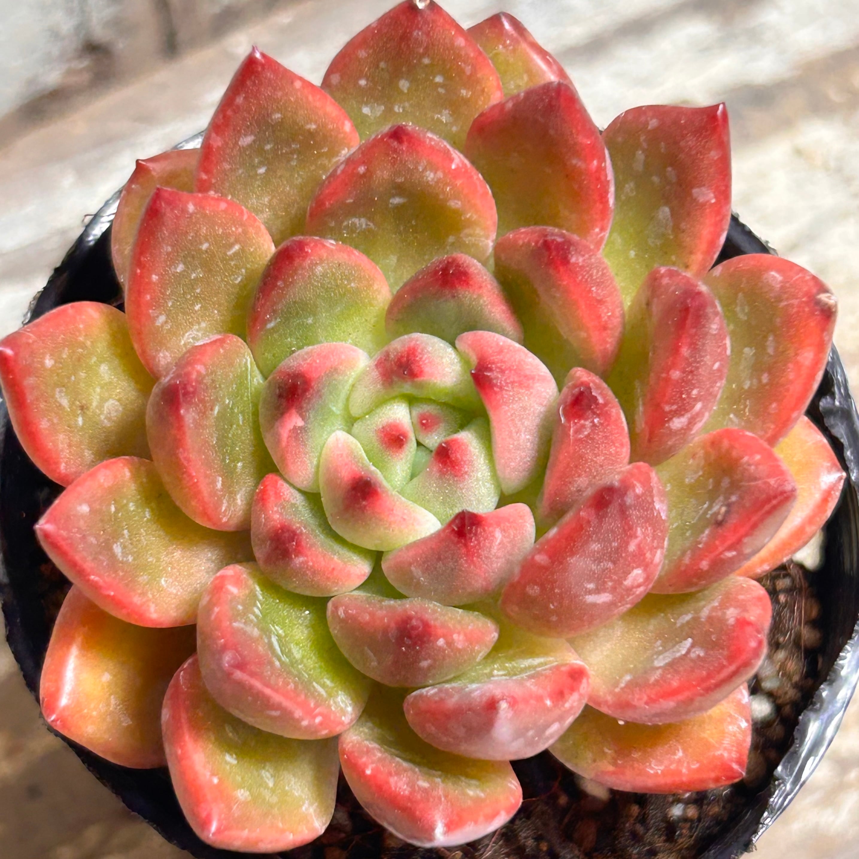 専用‼︎多肉植物^o^ キャンディグレープ錦 専用‼︎多肉植物^o^ キャンディグレープ錦 専用‼︎多肉植物^o