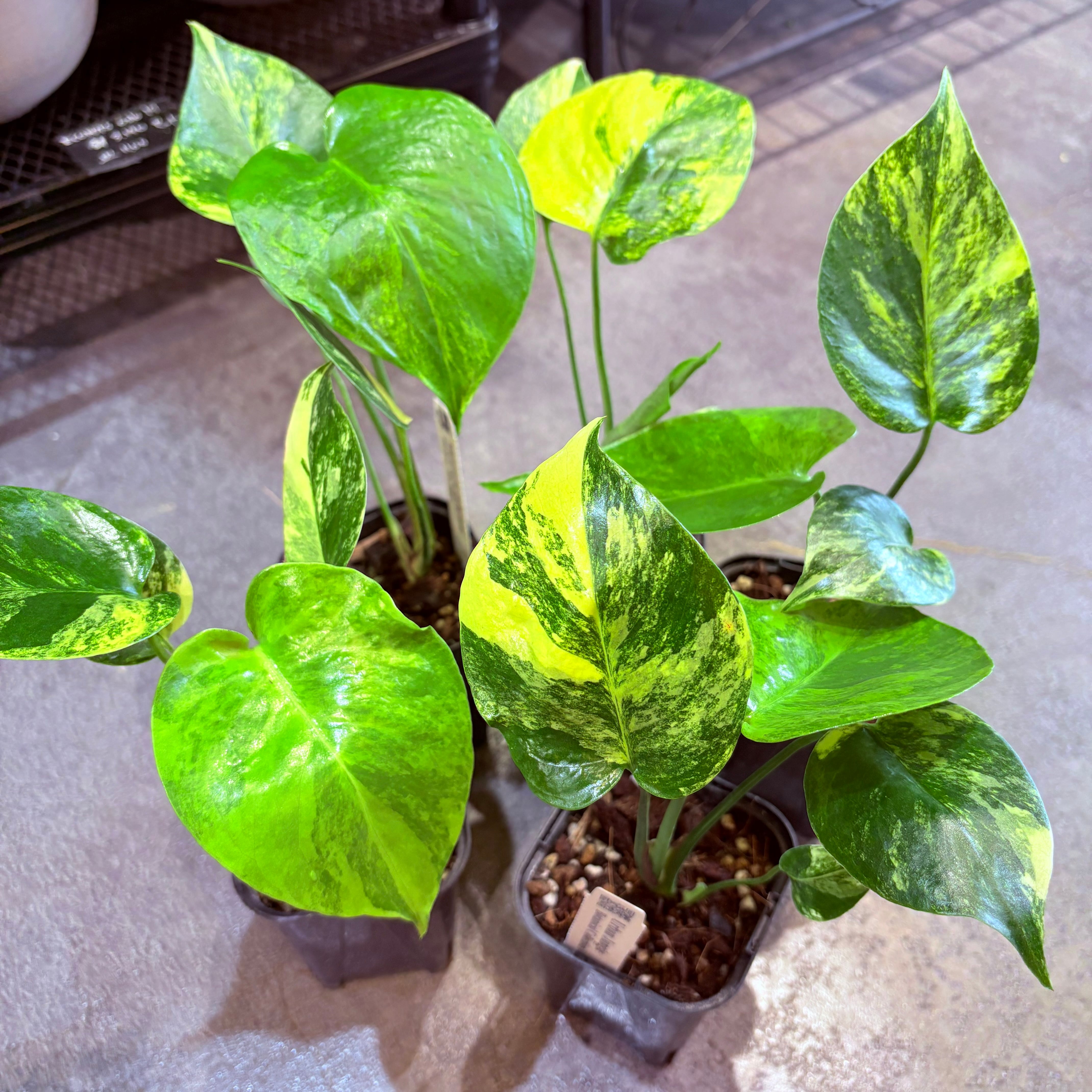 アグラオネマ アンヤマニートリカラー 3.5号 | Green Vibes 宇都宮市の