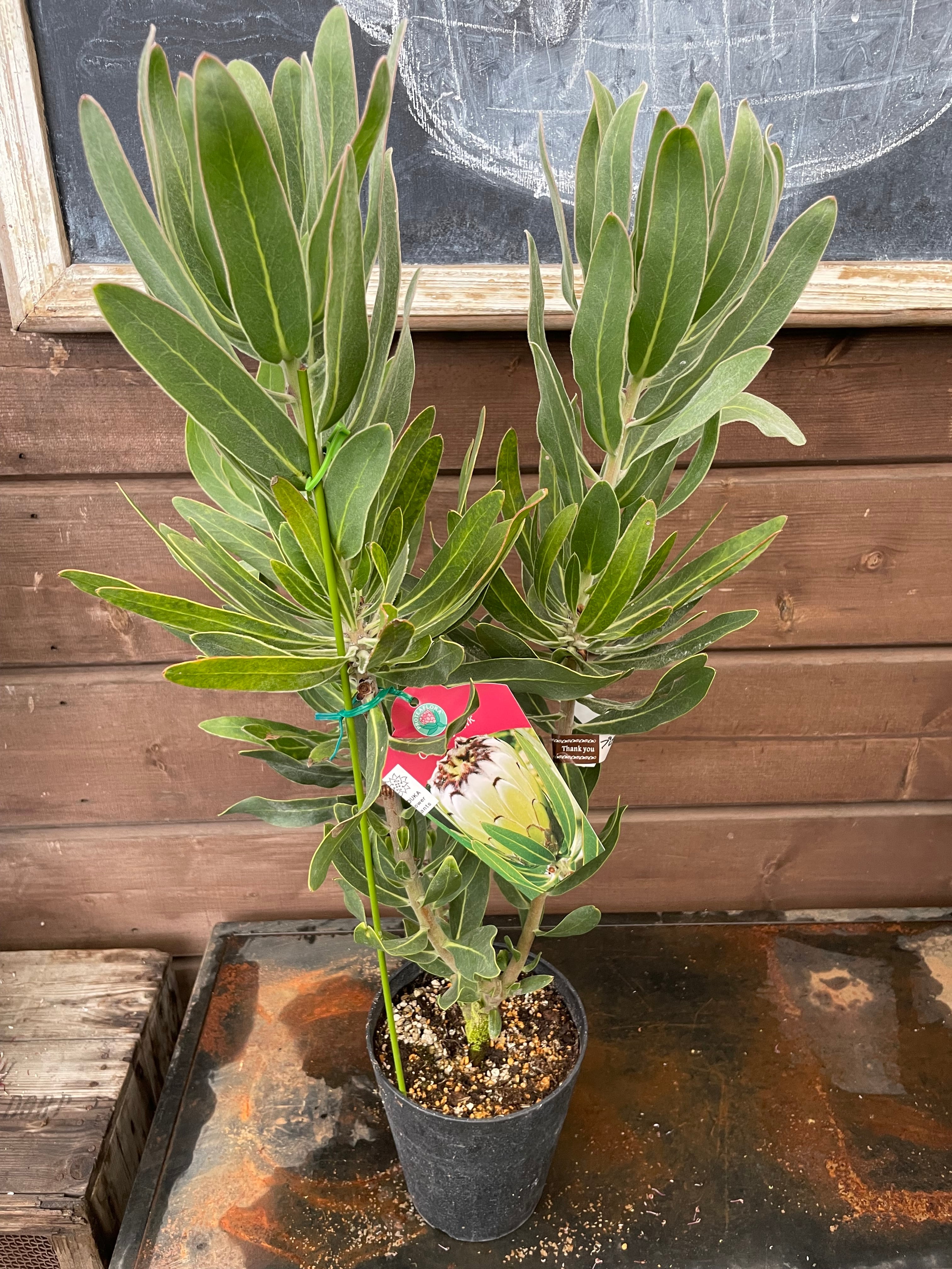 沼ノ上農園