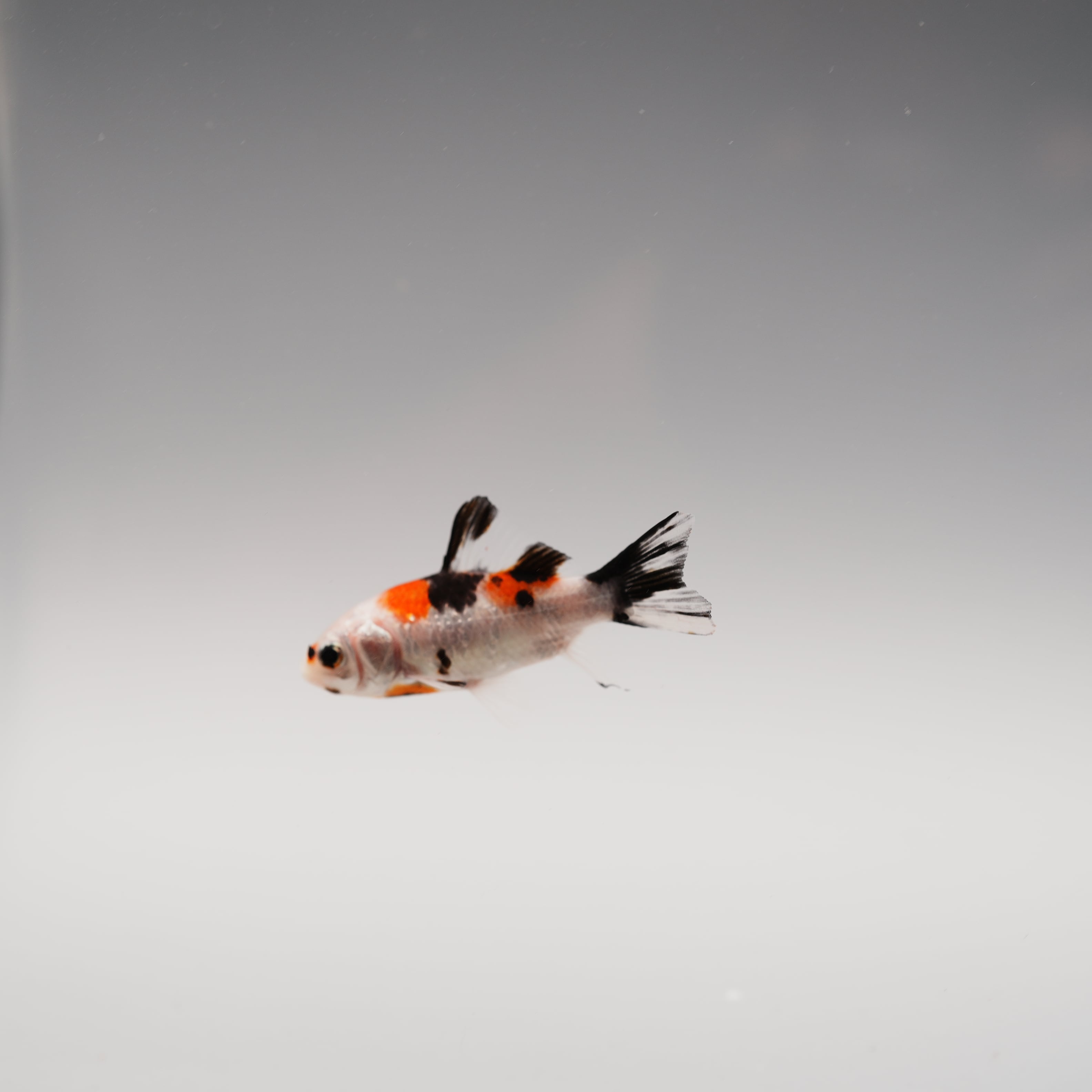 金魚　様 楽天市場】【国産】国産 金魚 柳出目金 黒 1匹 約8～11cm 生体