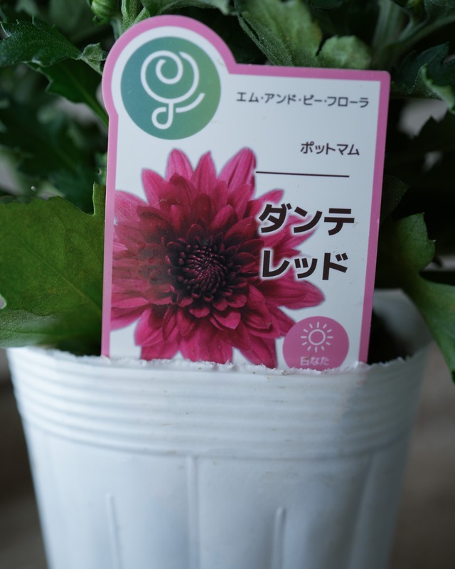 ポットマム　ダンテ 『レッド』3.5号