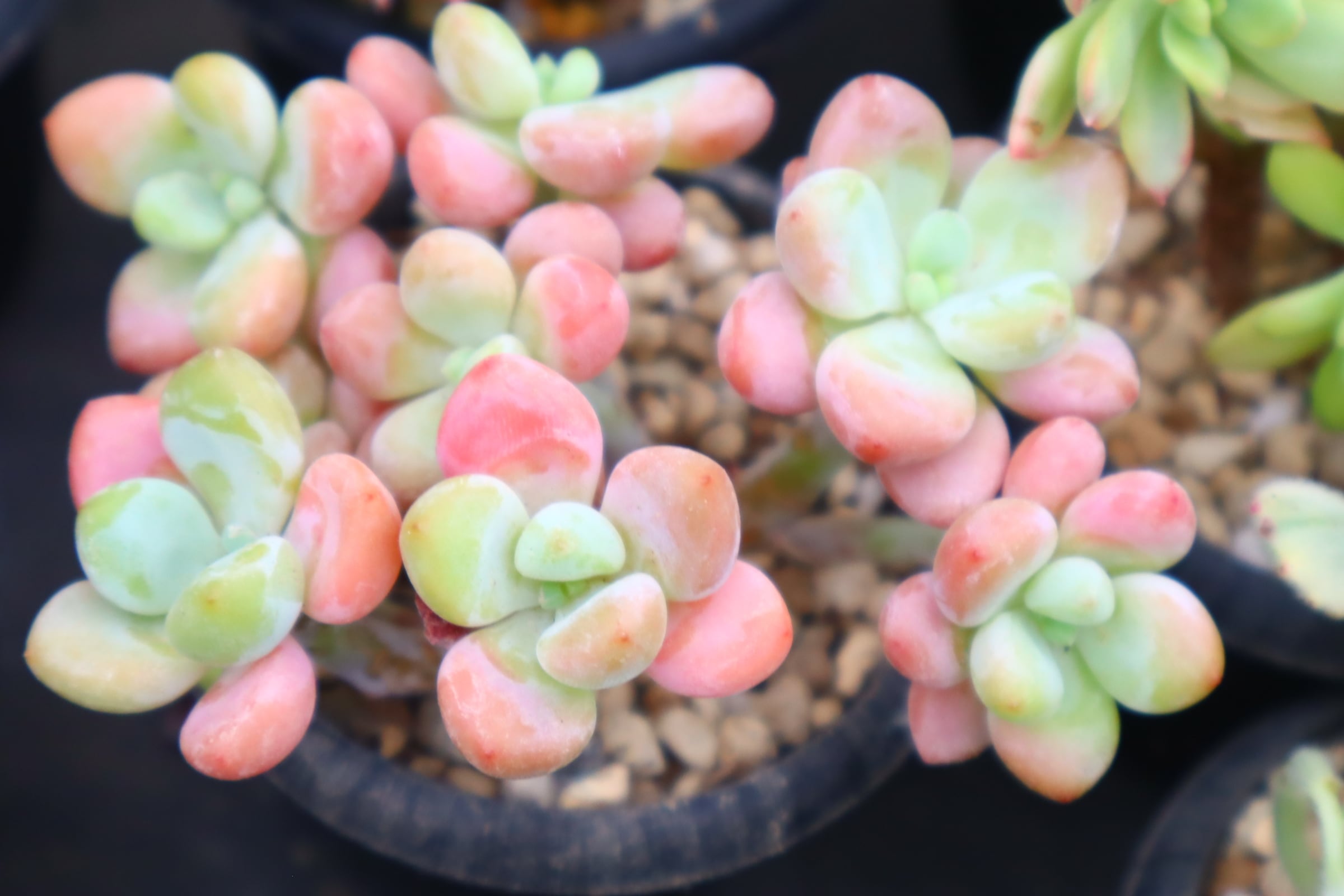 274.グラプトベリア・ピンクローシン群生 | 二代目大和高原の多肉屋