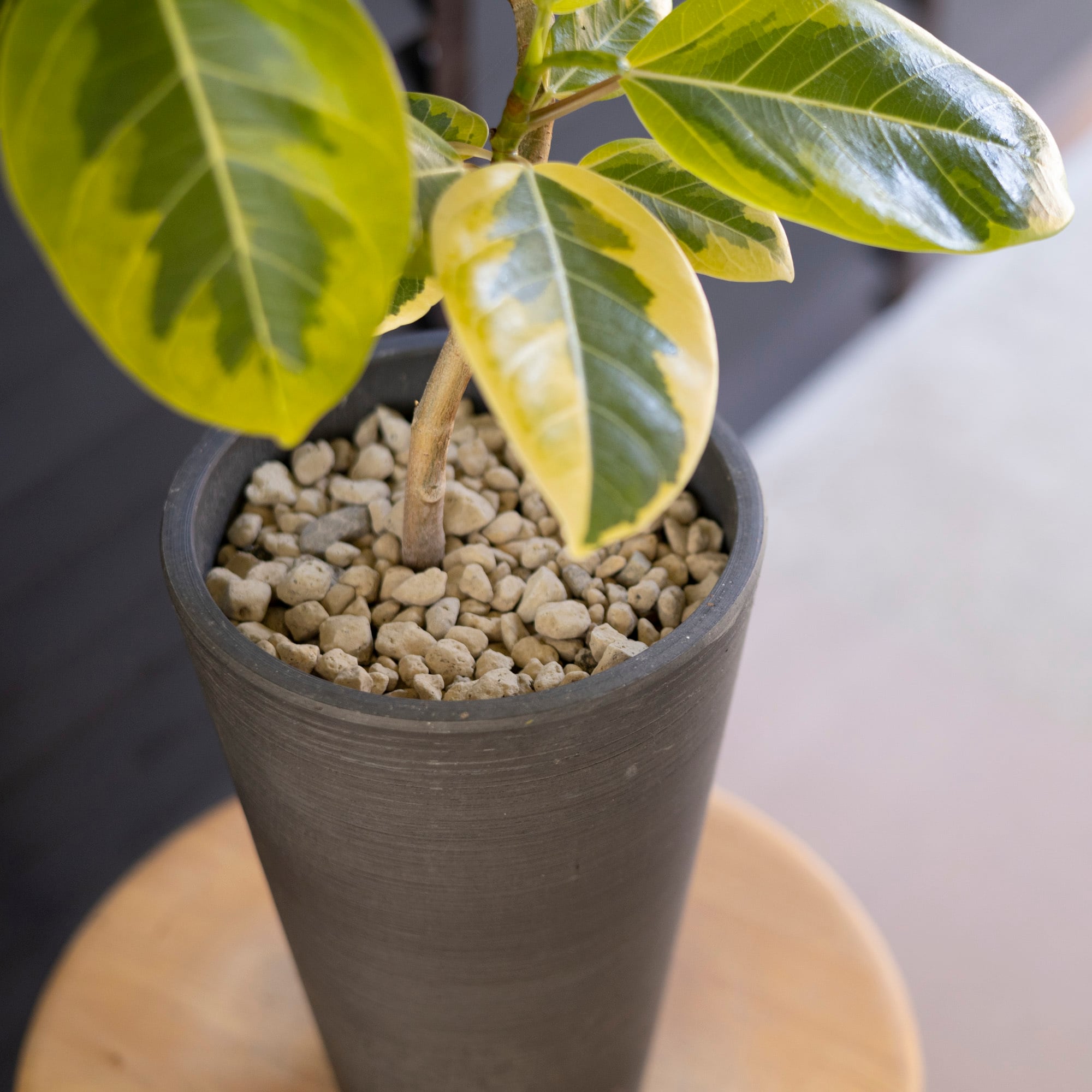 フィカス アルテシマ Altissima 6号 観葉植物 ゴムの木 フランスゴム
