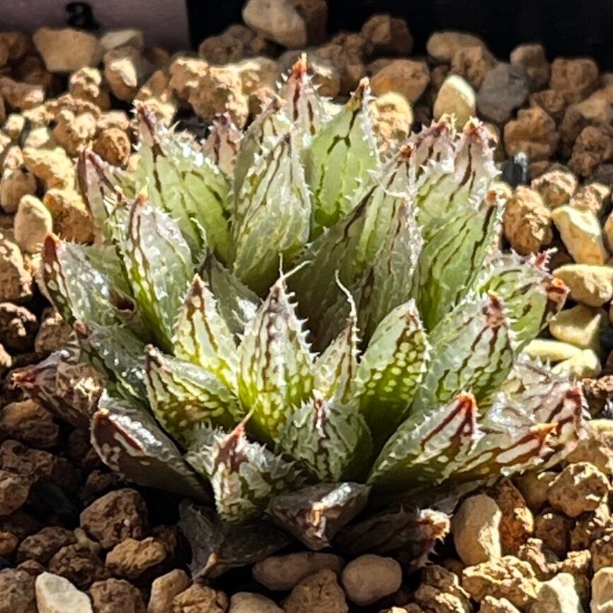 ハオルチア スターズフェアリー | mocono_plants