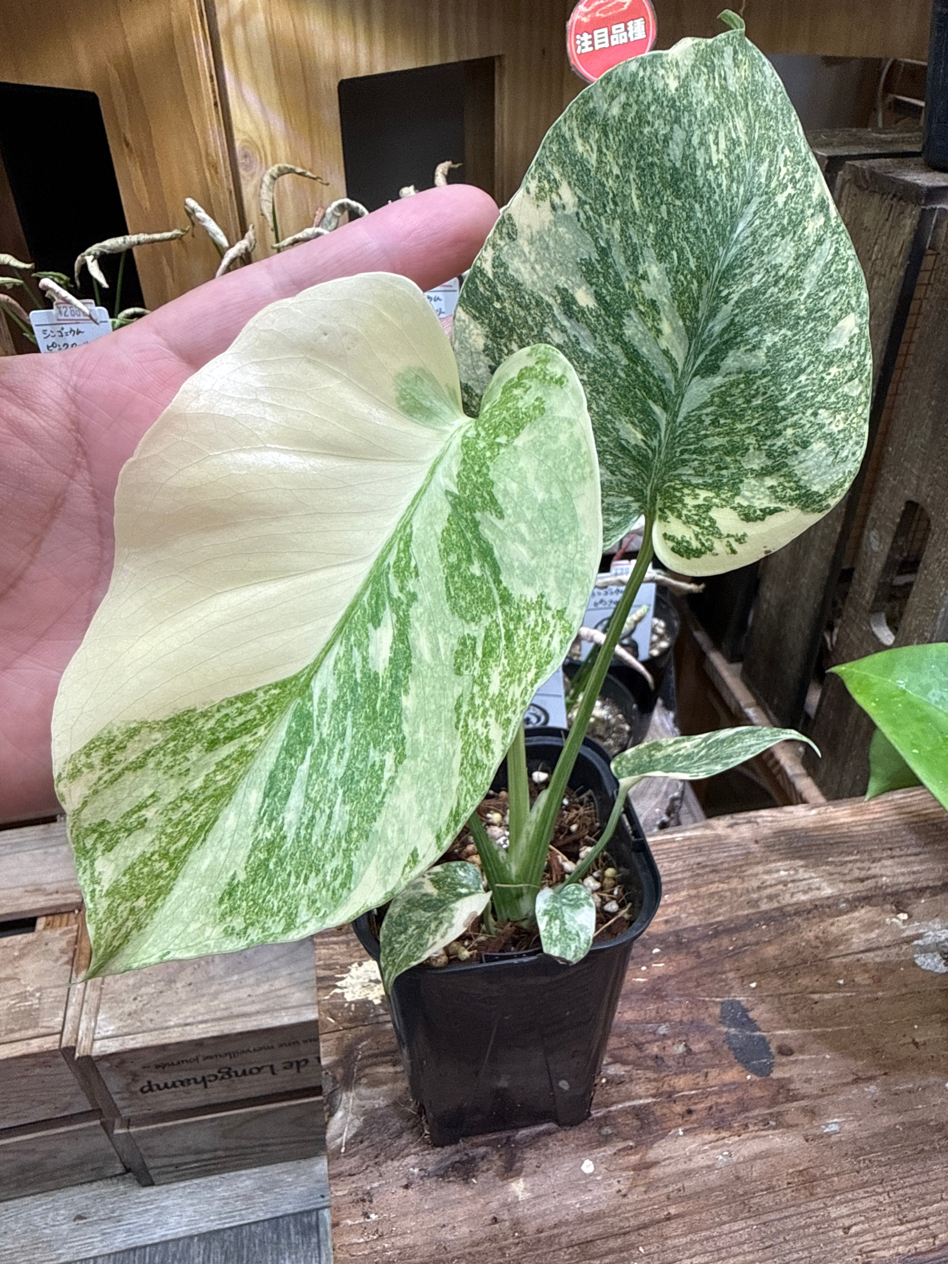 12. モンステラ デリシオサ グリーンスノー / Monstera D. 'green snow