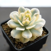 抜き苗 ルンヨニー錦 Echeveria runyonii f.variegata