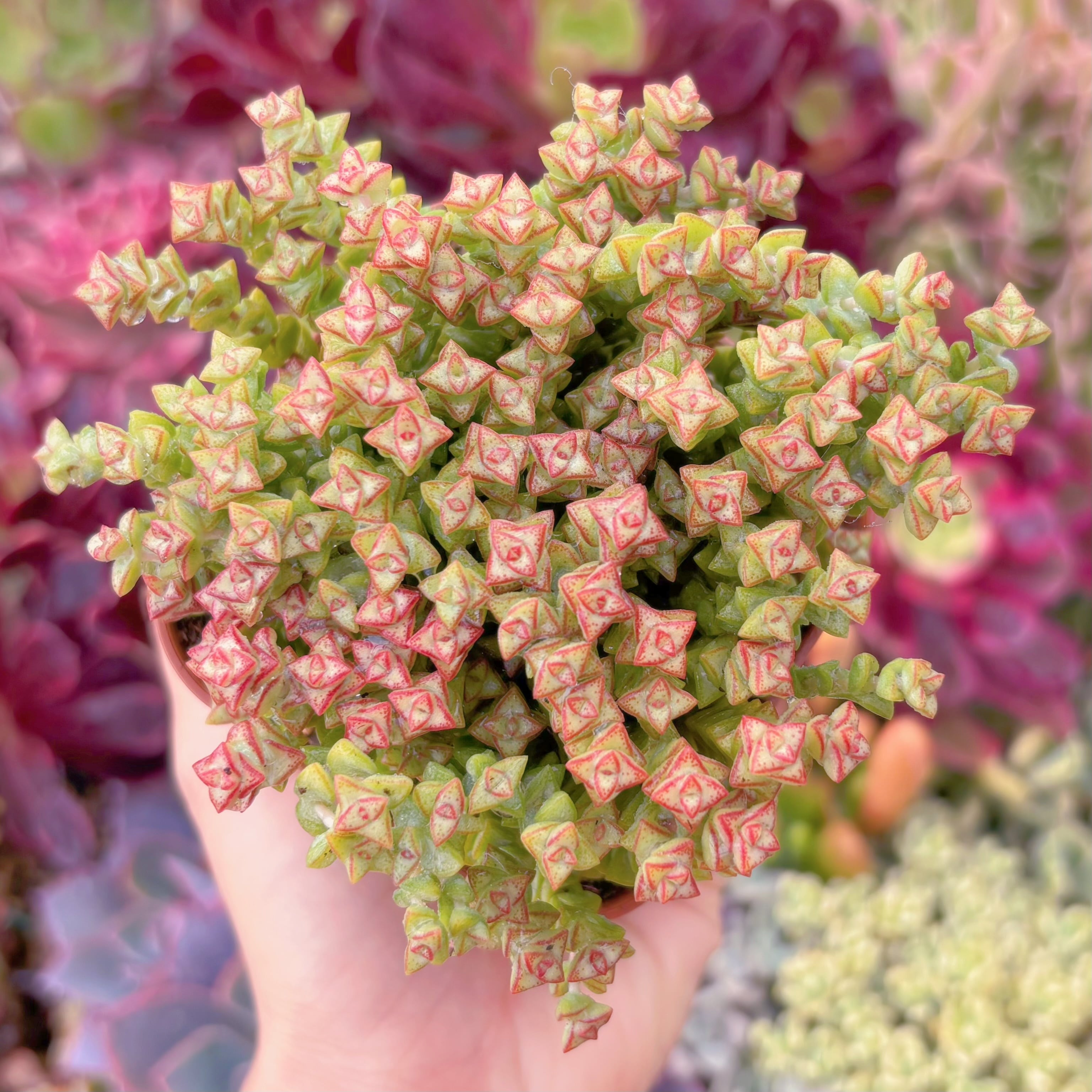 現品　小米星#602　るる農園