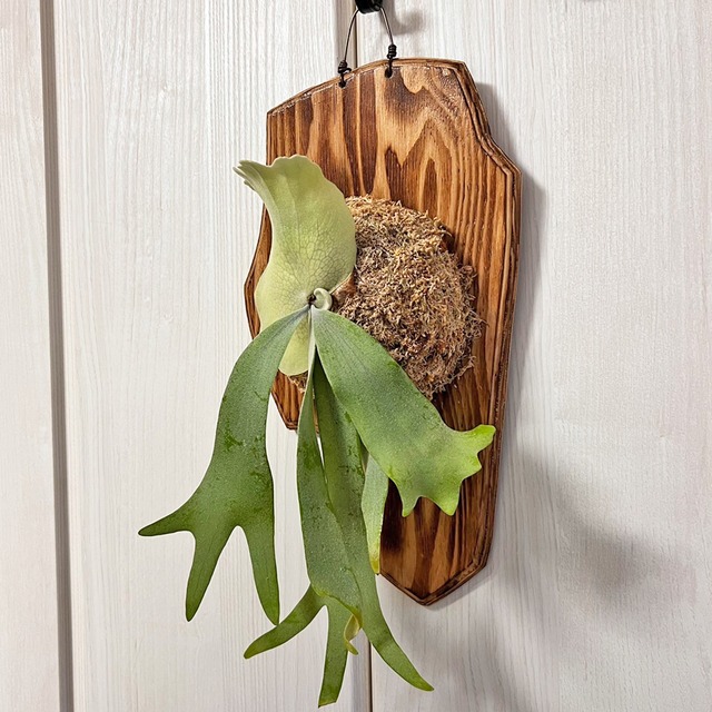 ビカクシダ ウィリンキー 板付 【観葉植物 室内 コウモリラン】