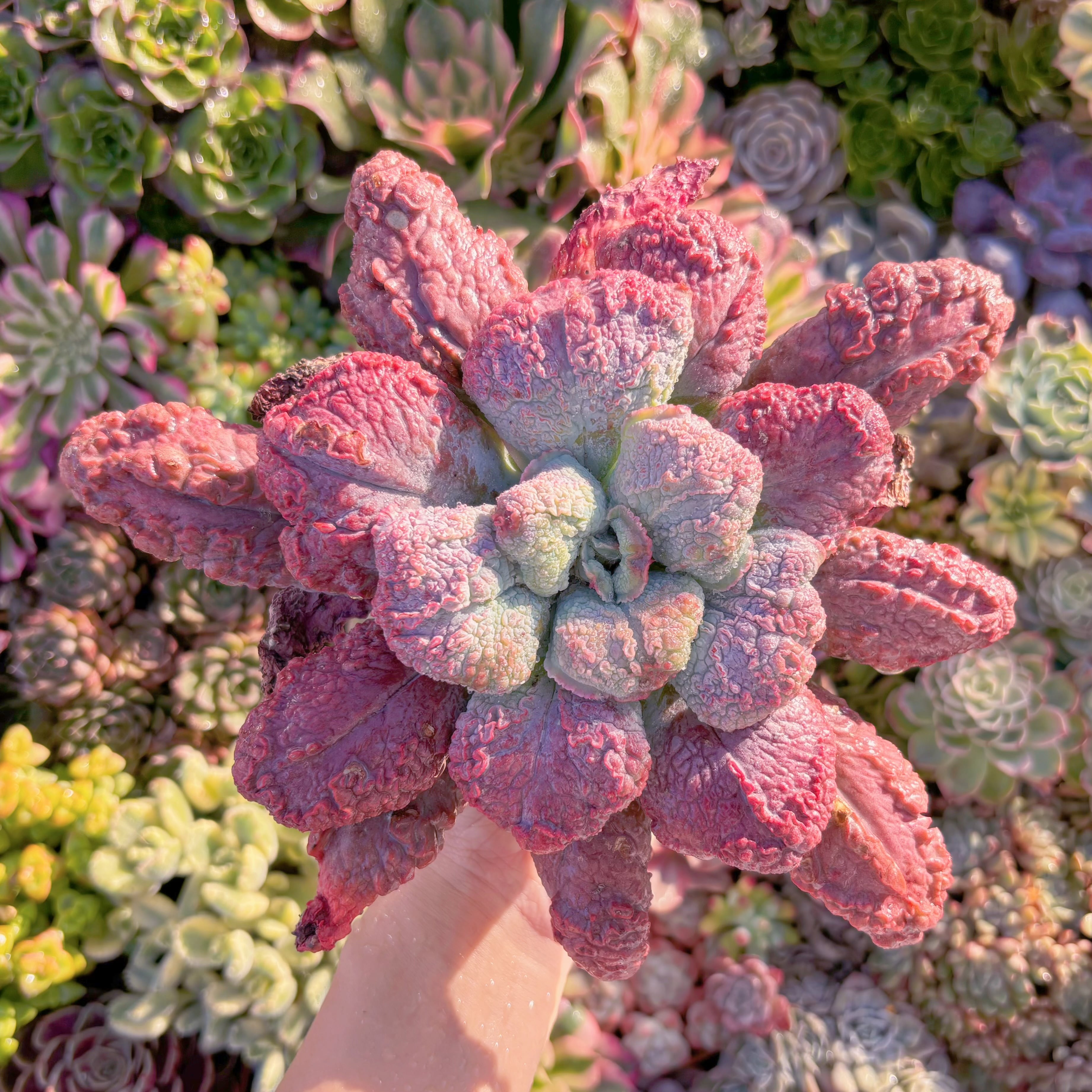 現品　Baron Bold#M037　特大苗　るる農園