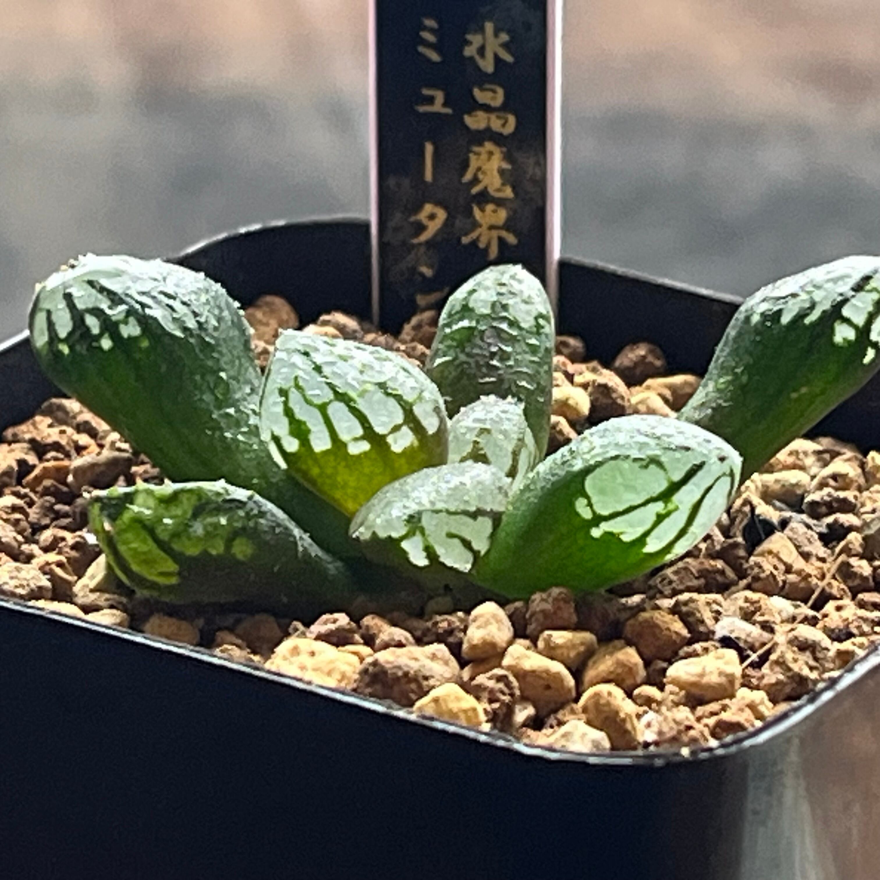 ハオルチア 水晶魔界ミュータント | mocono_plants