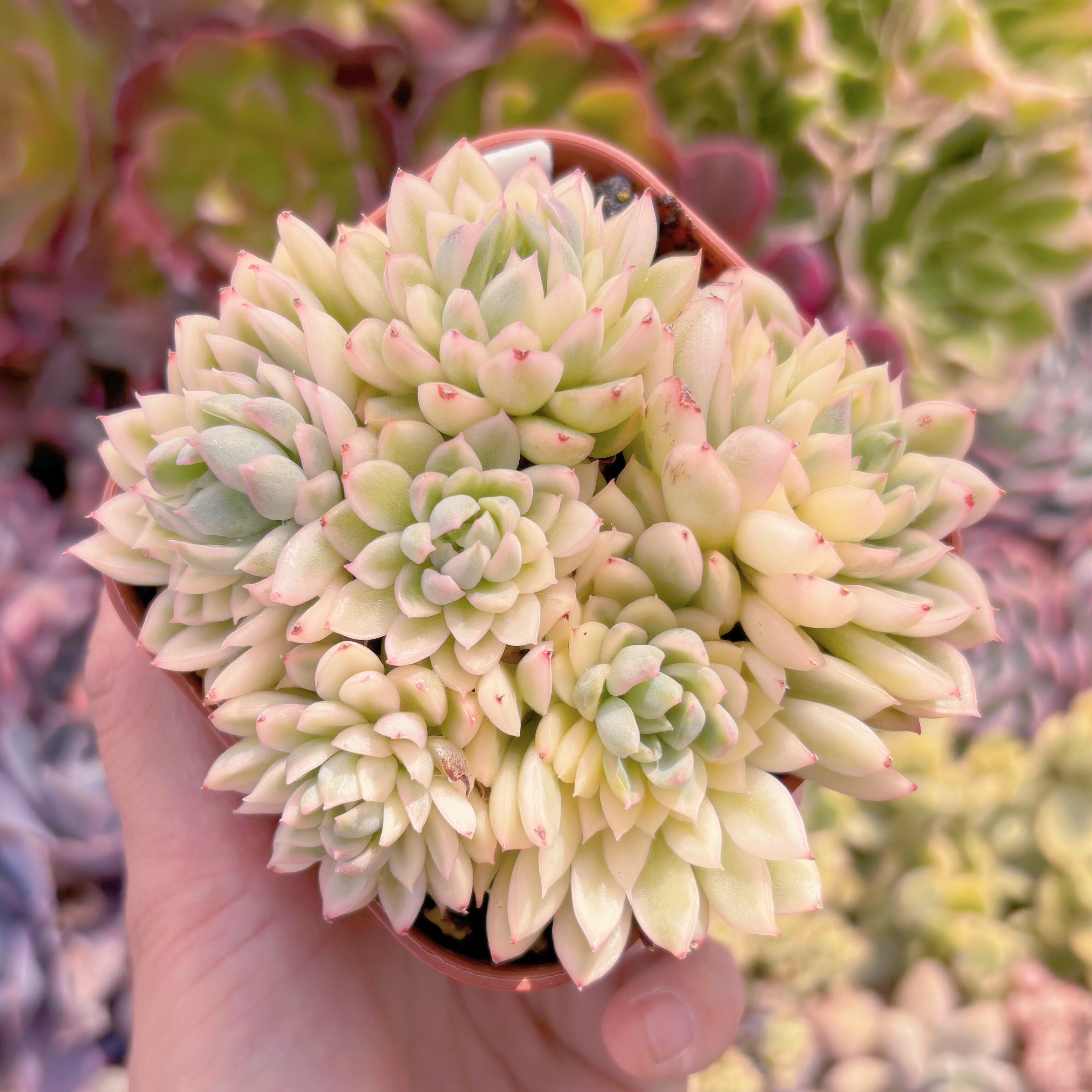 現品　女雛錦錦#612    るる農園