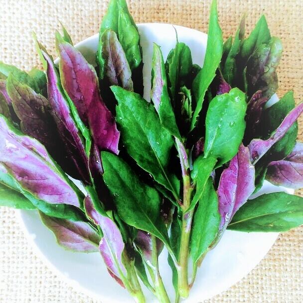 色鮮やかで高栄養価の「金時草」は疲労回復が期待できる健康野菜！