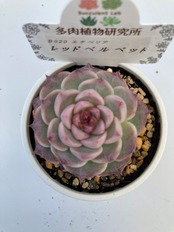 【現物商品】レッドベルベット