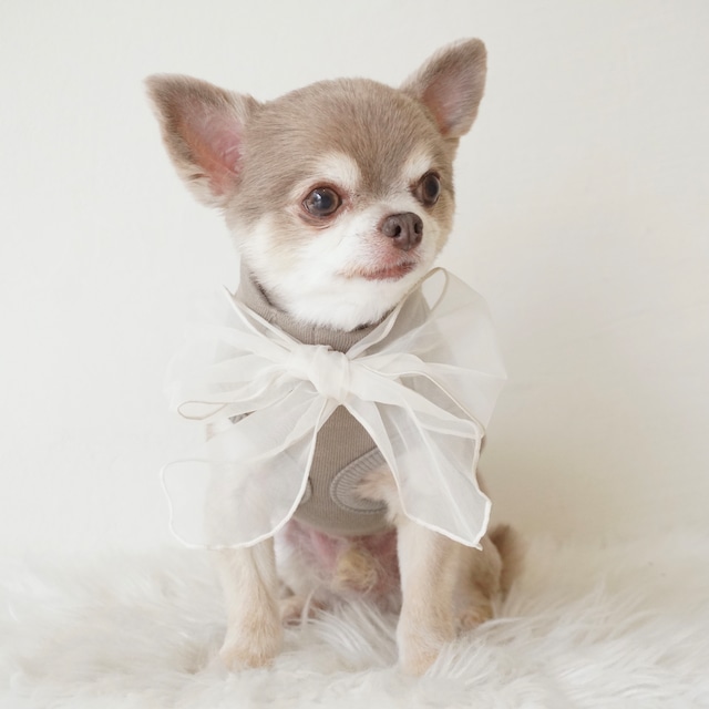 Tulle Ribbon Sweat - Gray Beige