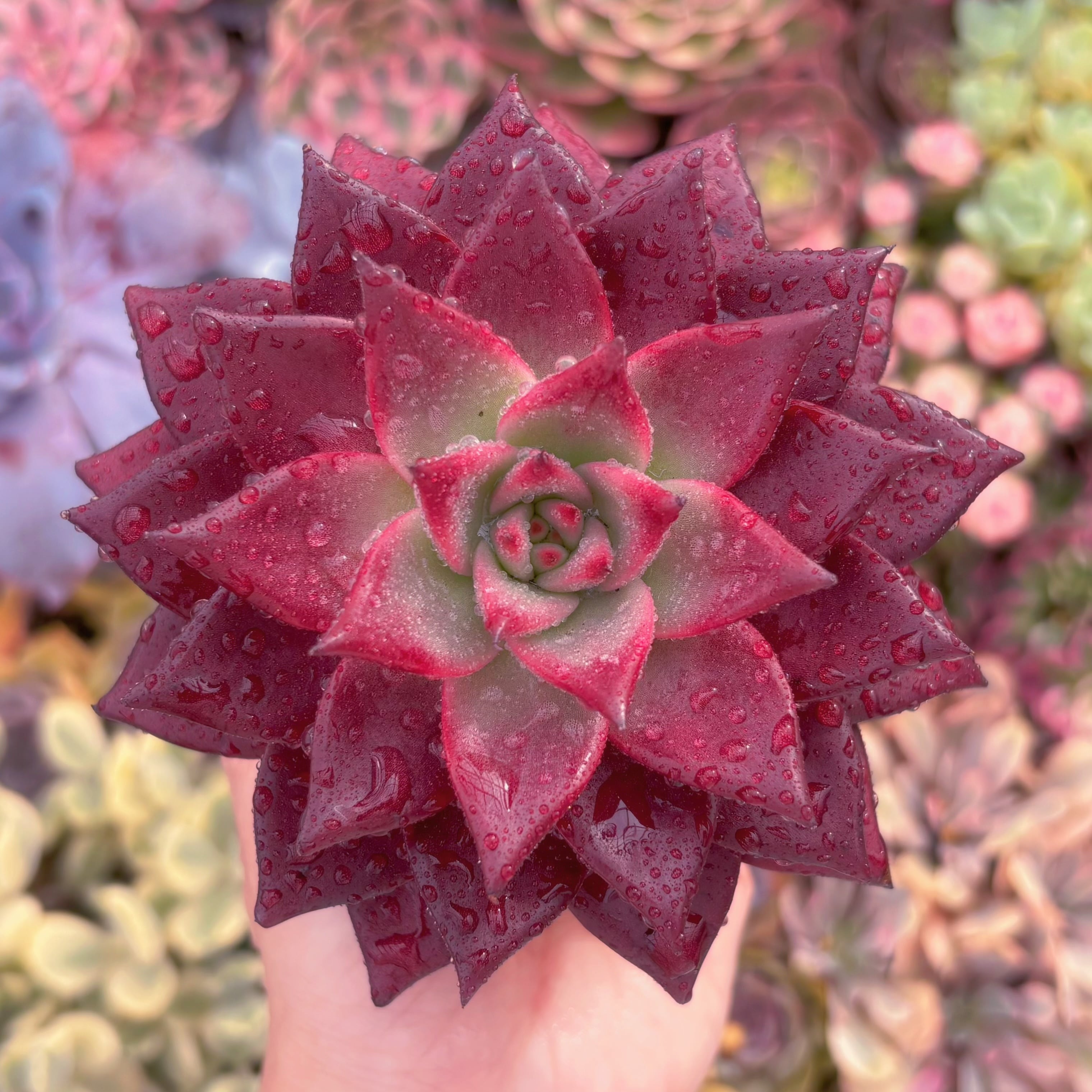 現品　ロメオルビン#A069　超美苗　るる農園