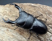 【WD】《スマトラパリーオオクワ 62mm ペア》